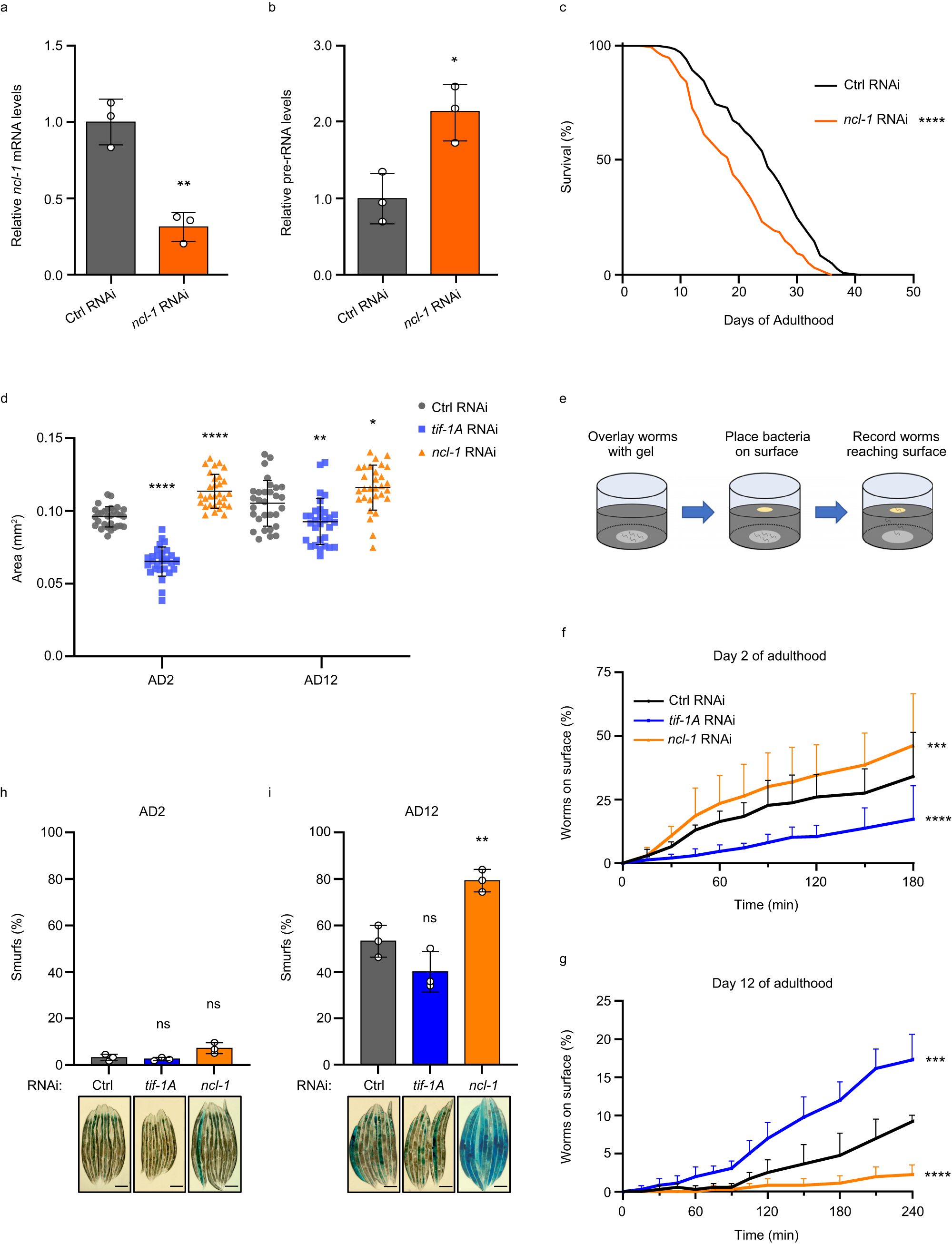 Fig. 2: Pre-rRNA expression is inversely correlated with lifespan and healthspan.