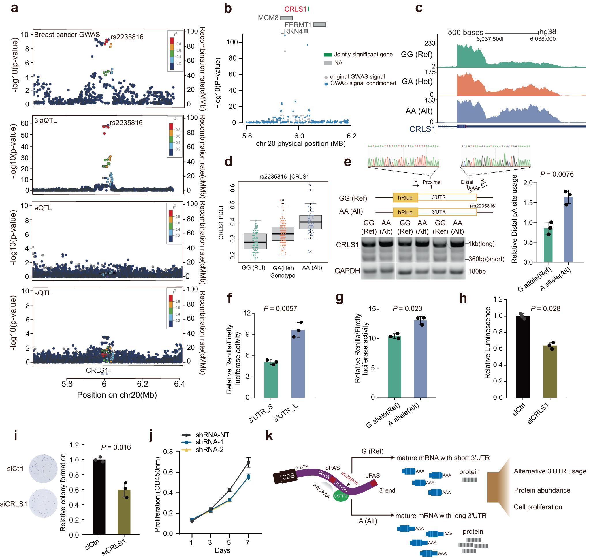 Fig. 5: APA-linked susceptibility genes in breast cancer.