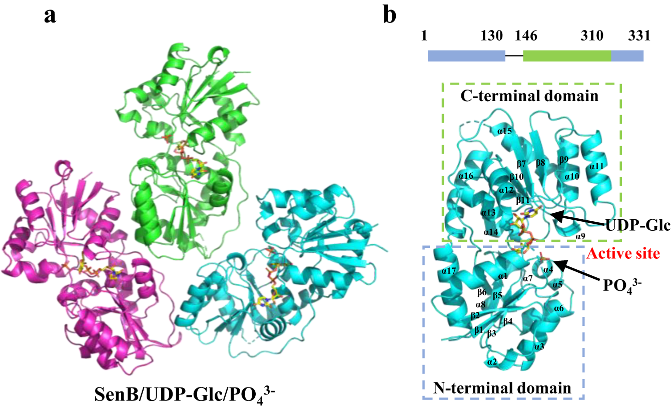 Fig. 3: Overall structure of SenB.