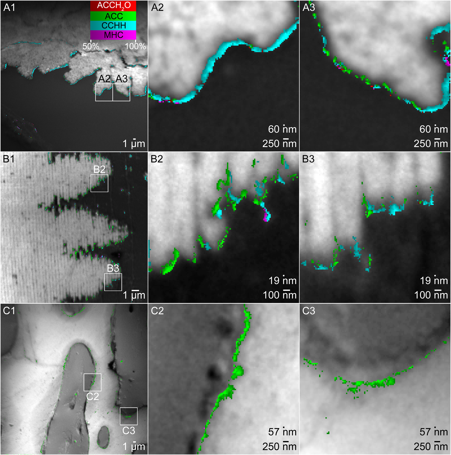Fig. 3: CCHH on the surface of coral skeleton and nacre, not on sea urchin spine.