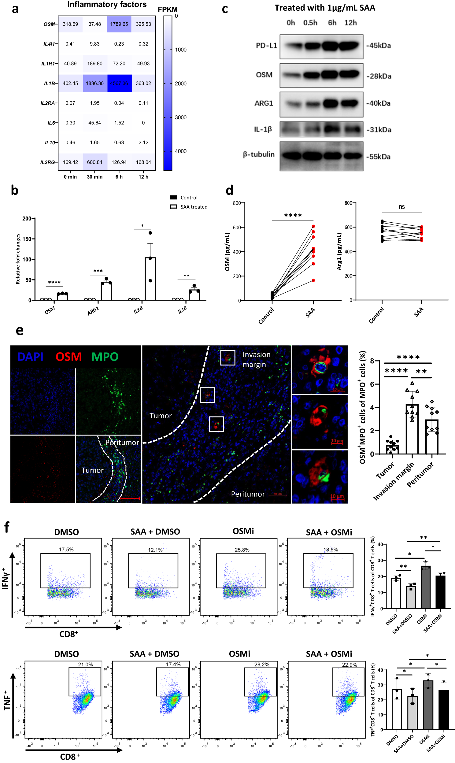 Fig. 5: SAA upregulates OSM production in neutrophils and reduces IFN-γ and TNF release in autologous CD8+ T cells.