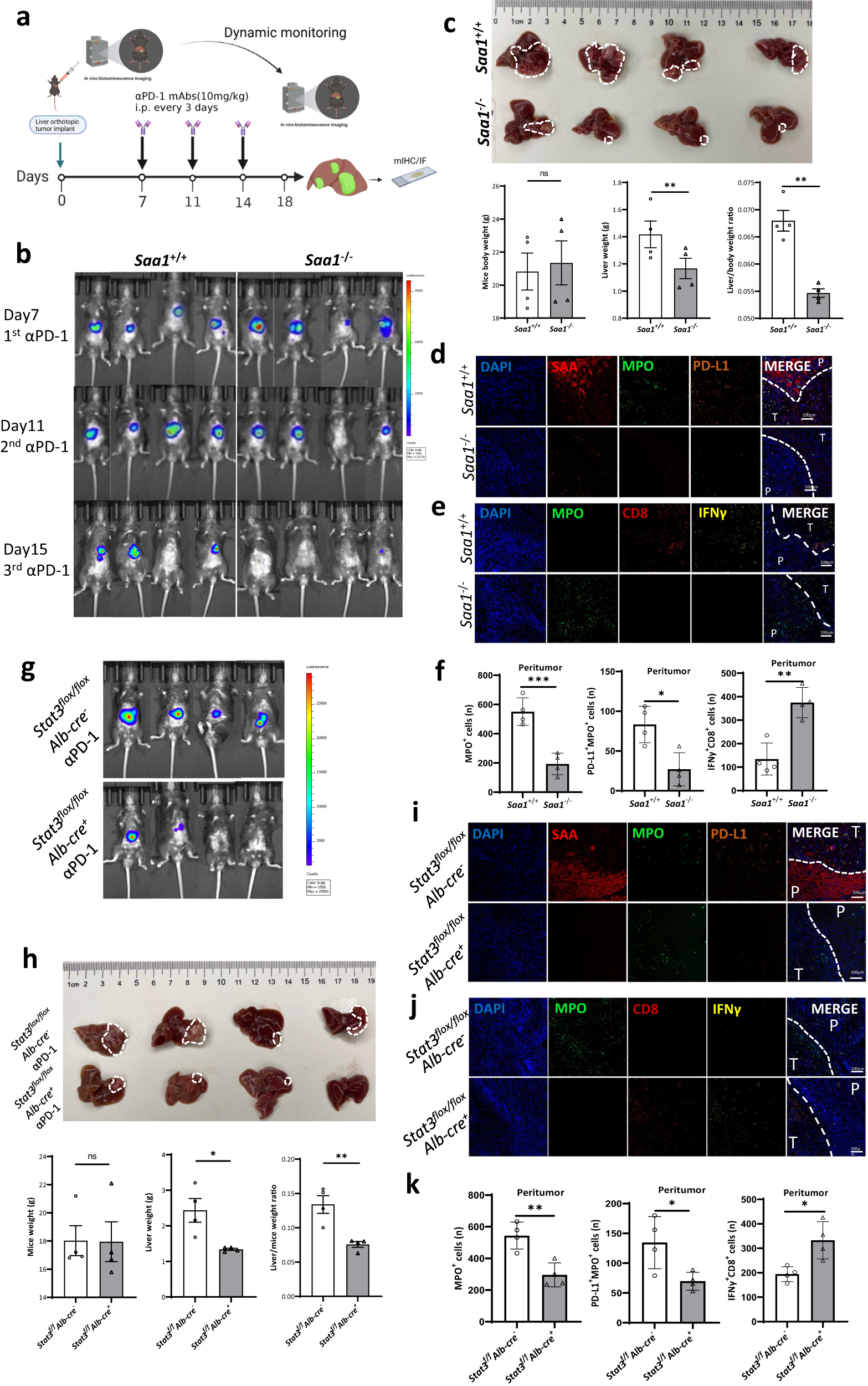 Fig. 7: αPD-1 shows active efficacy in Saa1-/- and Stat3 flox/floxAlb-cre+ (lacked Stat3 in hepatocytes) orthotopic HCC mouse models.