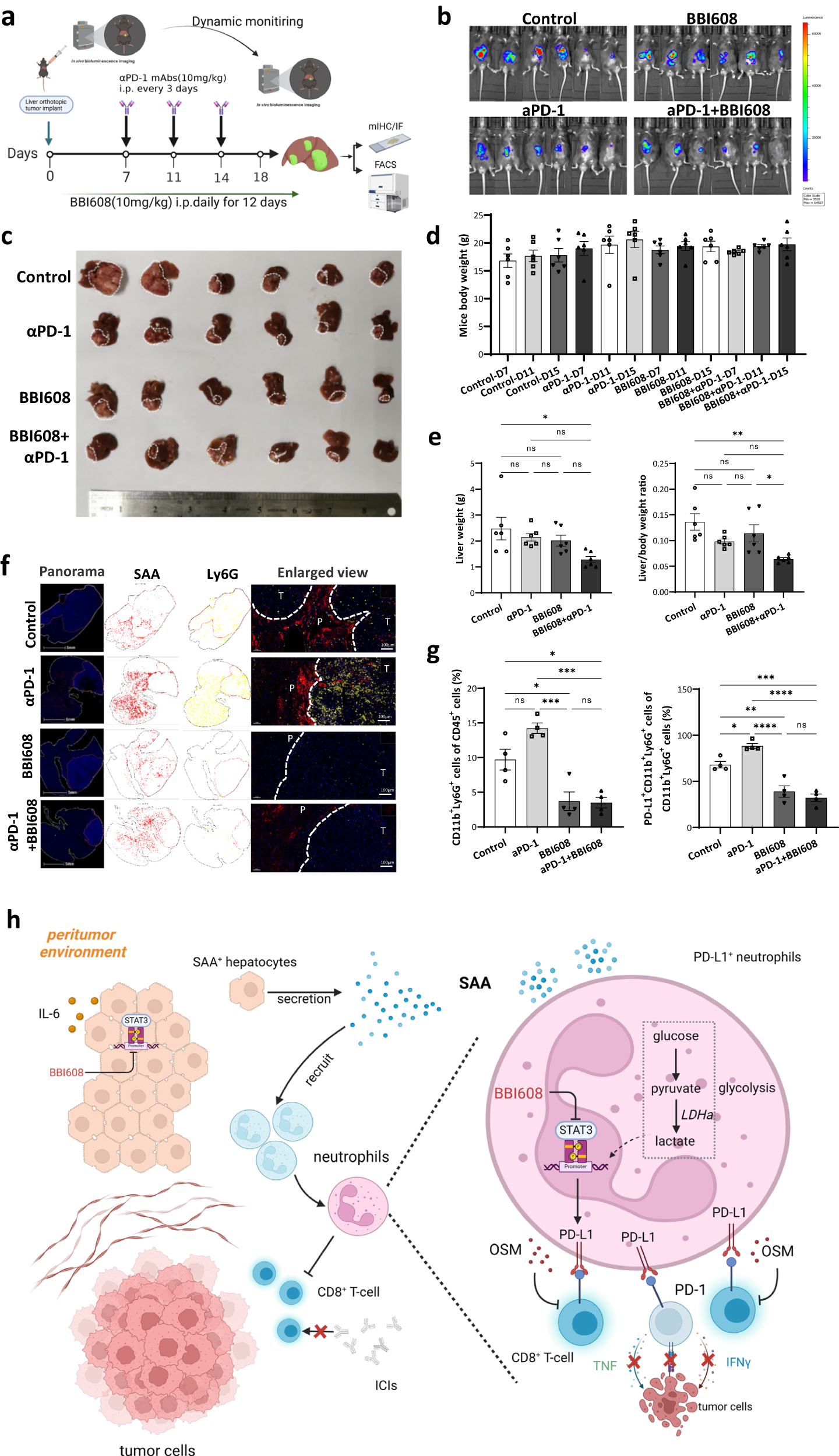Fig. 8: αPD-1 shows synthetic anti-HCC activity in combination with STAT3 inhibitor in vivo.