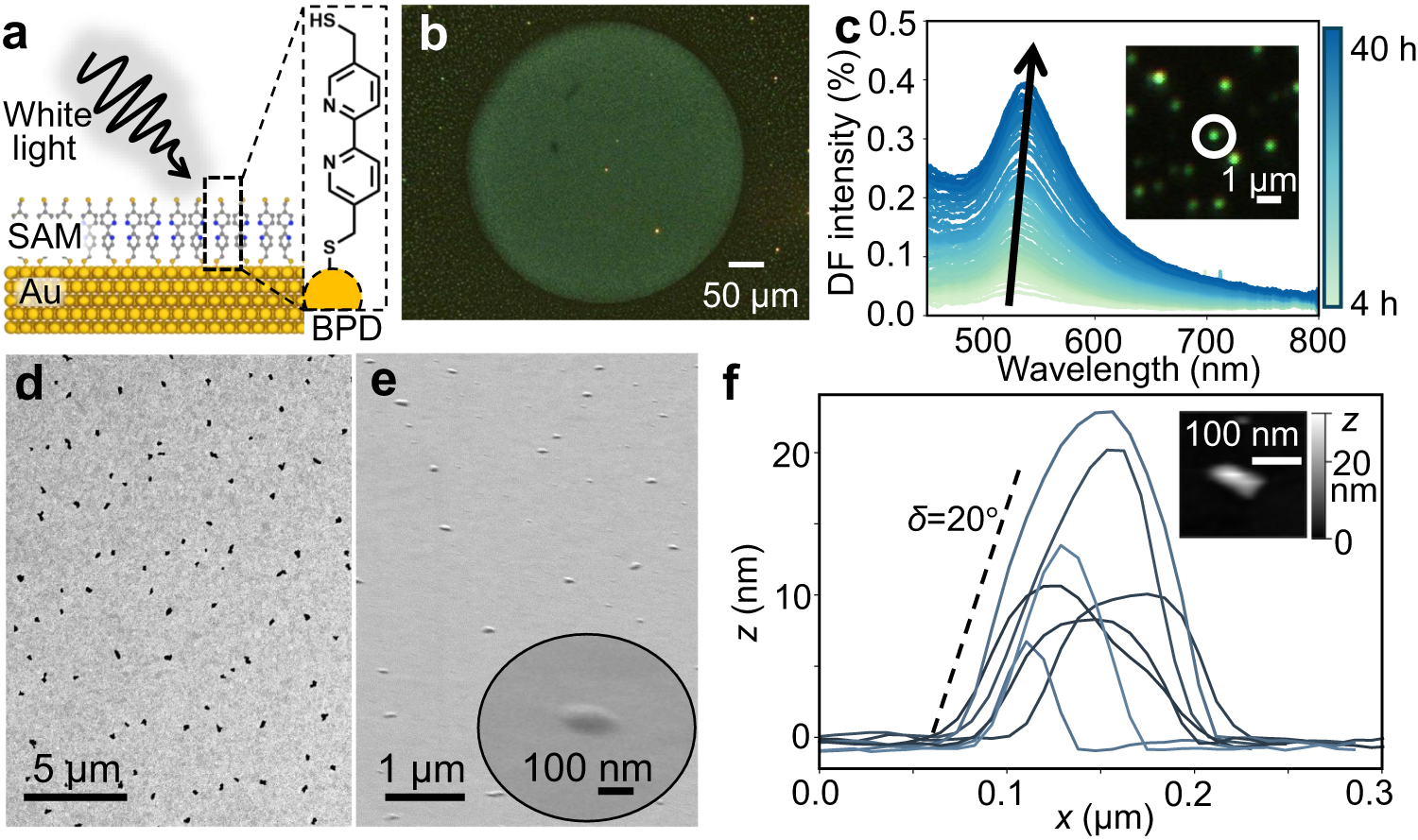 Fig. 1: Nanocaps produced by white light irradiation of BPD molecular layer on gold.
