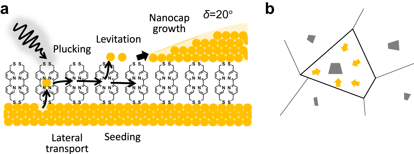 Fig. 3: Proposed mechanisms for light-driven Au migration.