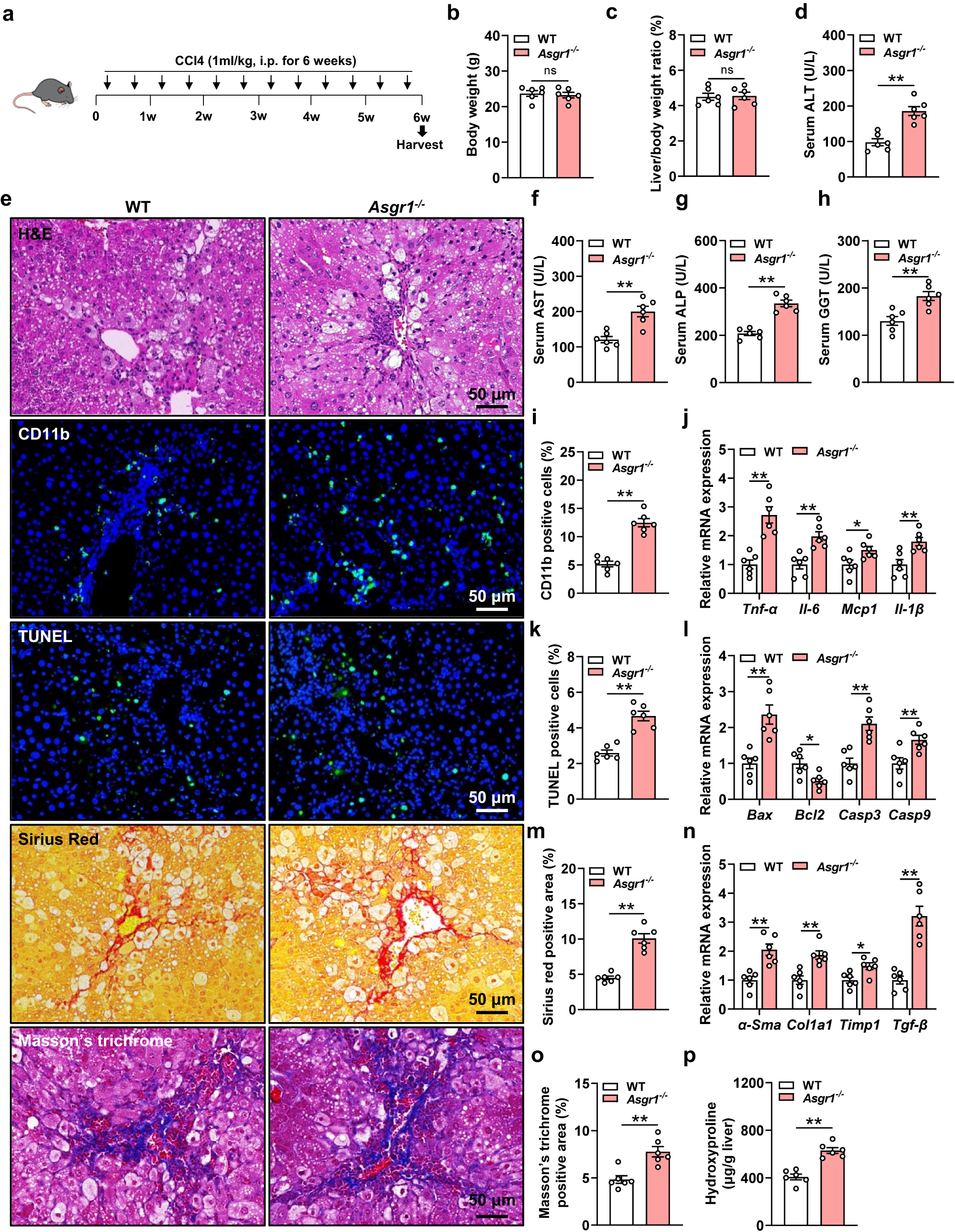 Fig. 2: ASGR1 deficiency exacerbates CCl4-induced chronic liver injury.