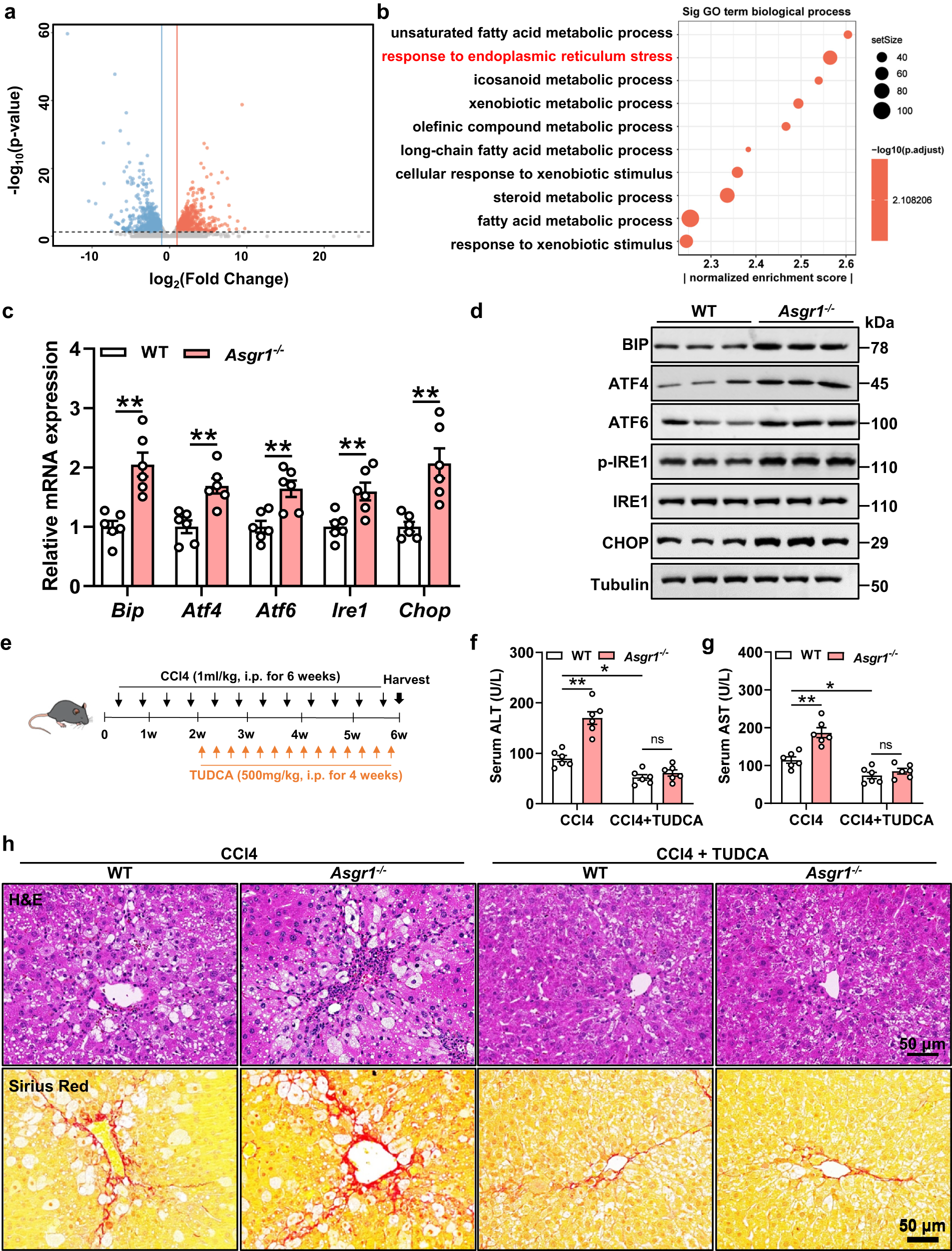 Fig. 4: ASGR1-deficient mice show elevated hepatic ER stress.