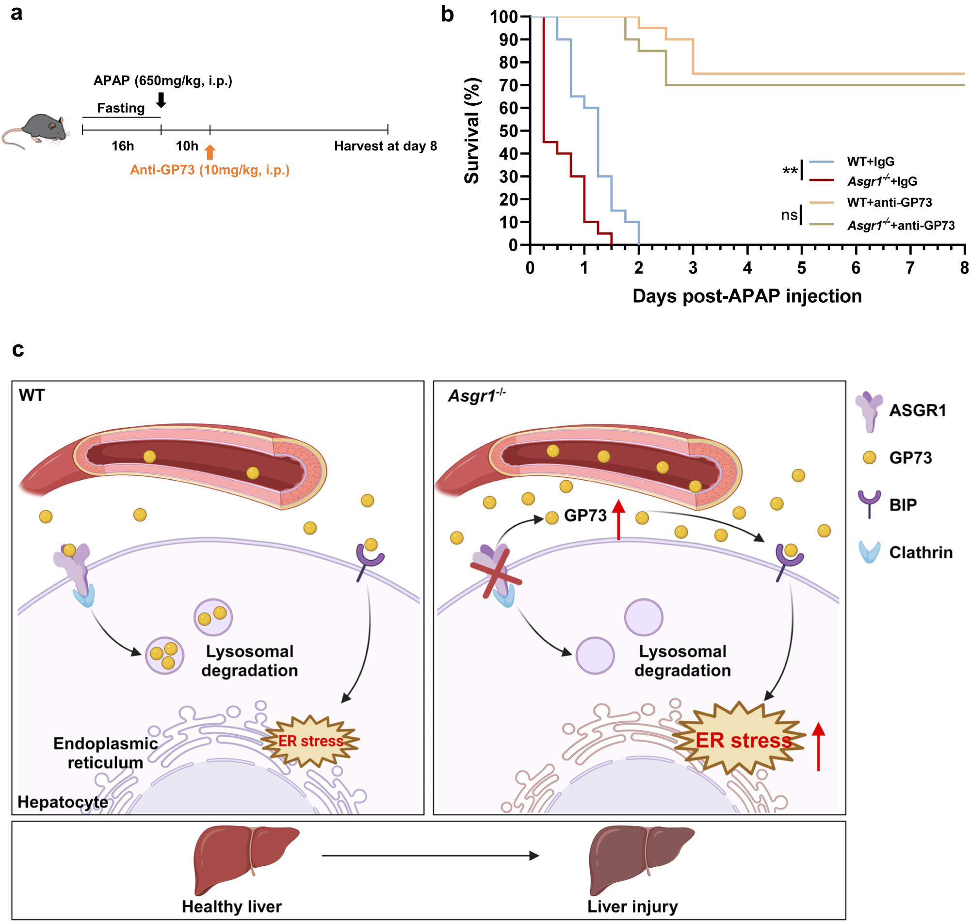 Fig. 8: GP73 neutralization improves survival in ASGR1-deficient mice treated with APAP.