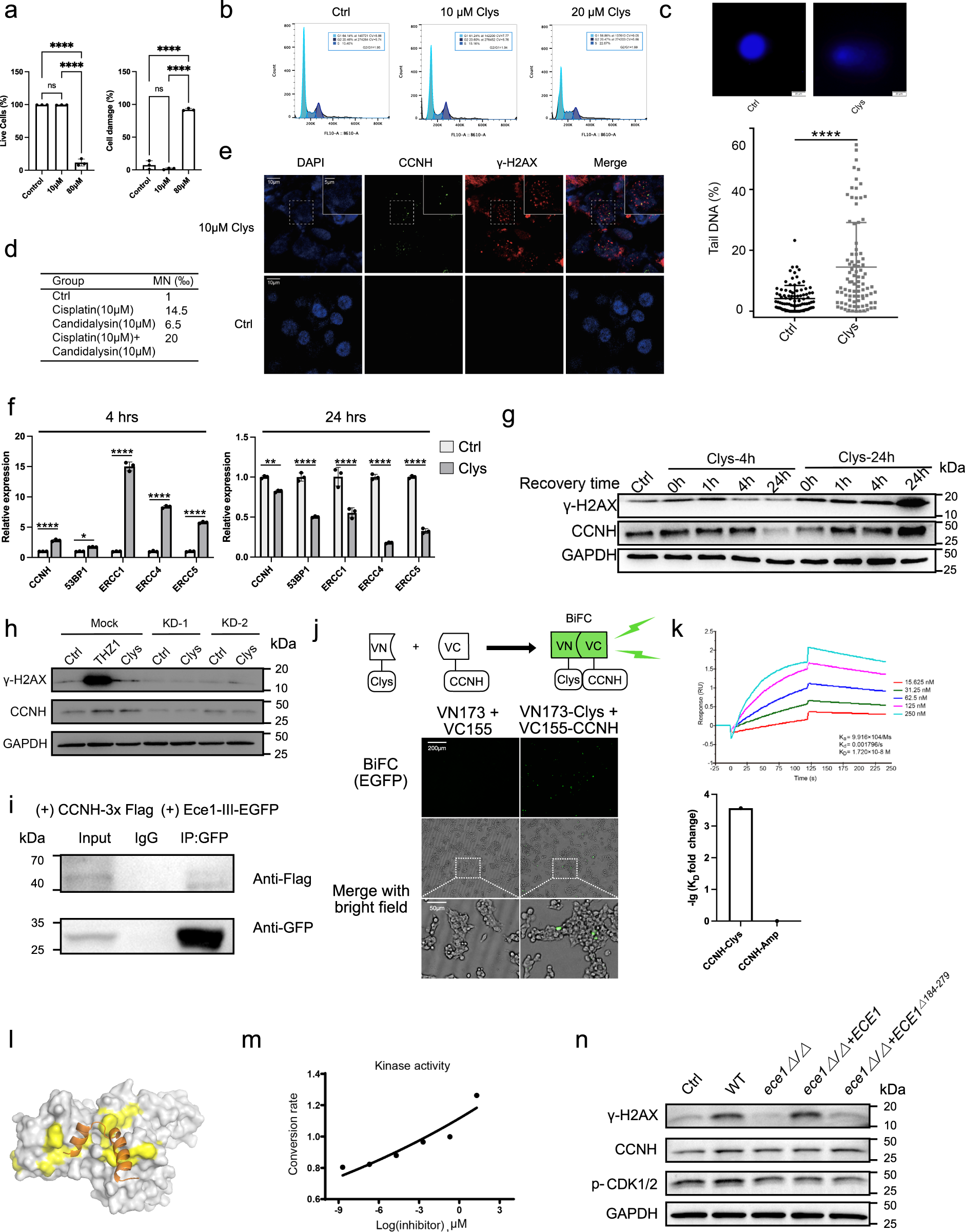 Fig. 4: Candidalysin induces double-strand DNA breaks and suppresses DNA damage repair by binding directly to CCNH.