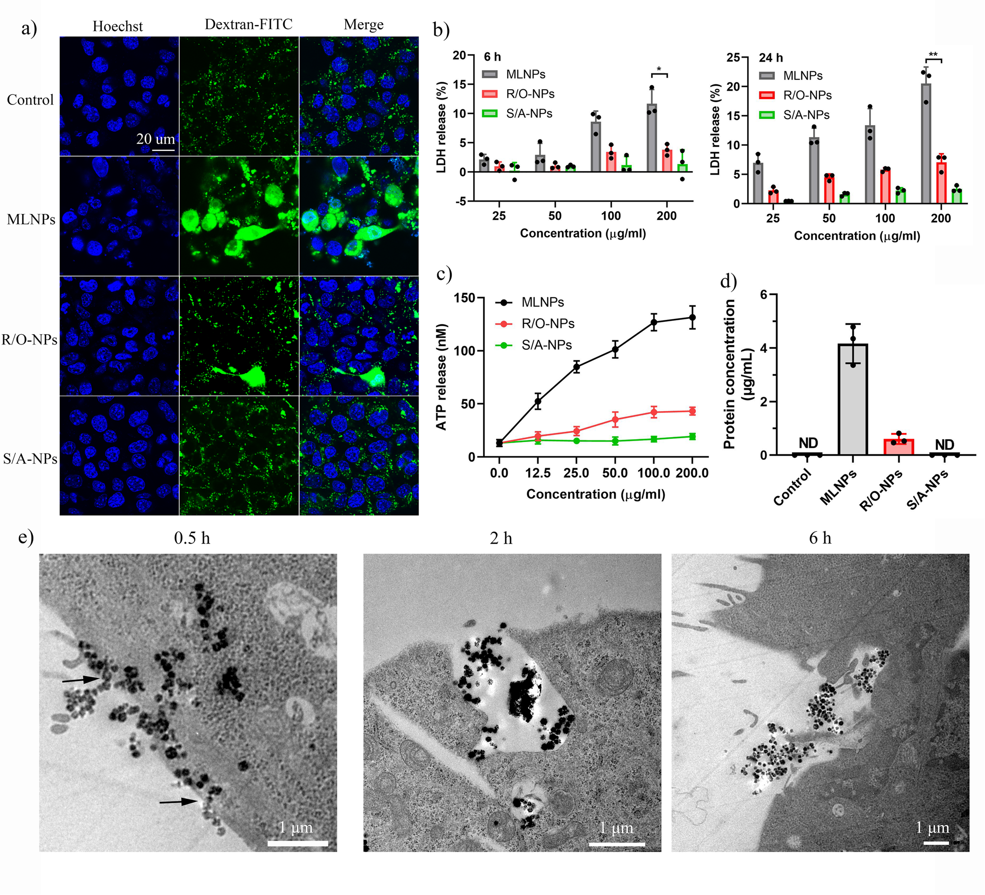 Fig. 3: The membranolytic and perforation activity of MLNPs.