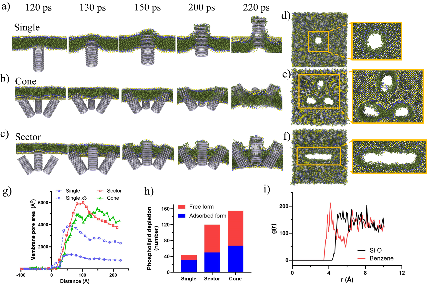 Fig. 4: Corse-grained molecular dynamics simulation for revealing the multivalent perforation behaviours of benzene-incorporated organosilica nanospikes with ordered molecular structure.