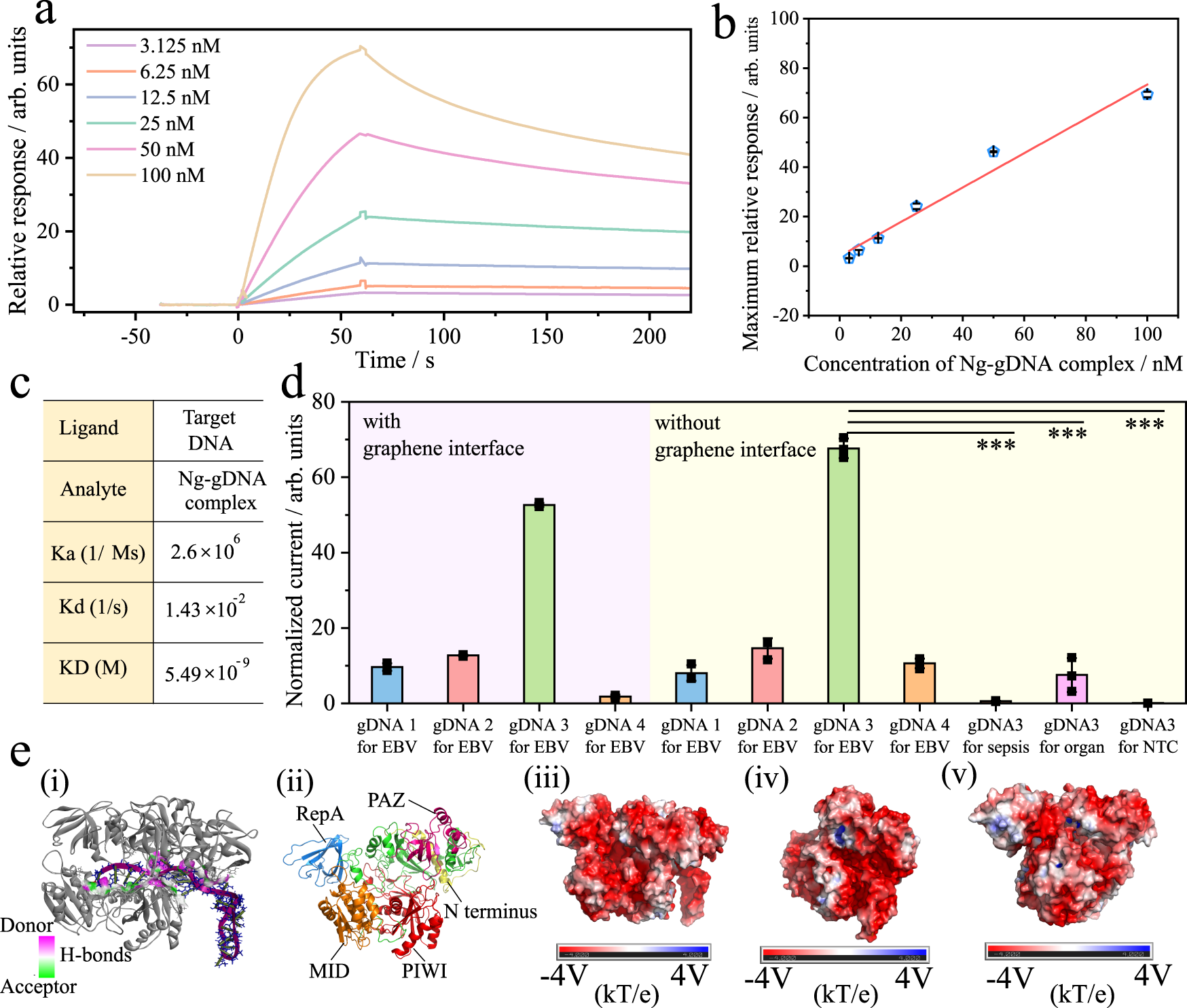 Fig. 3: Engineered NgAgo-gDNA binds to target nucleic acids with high affinity.