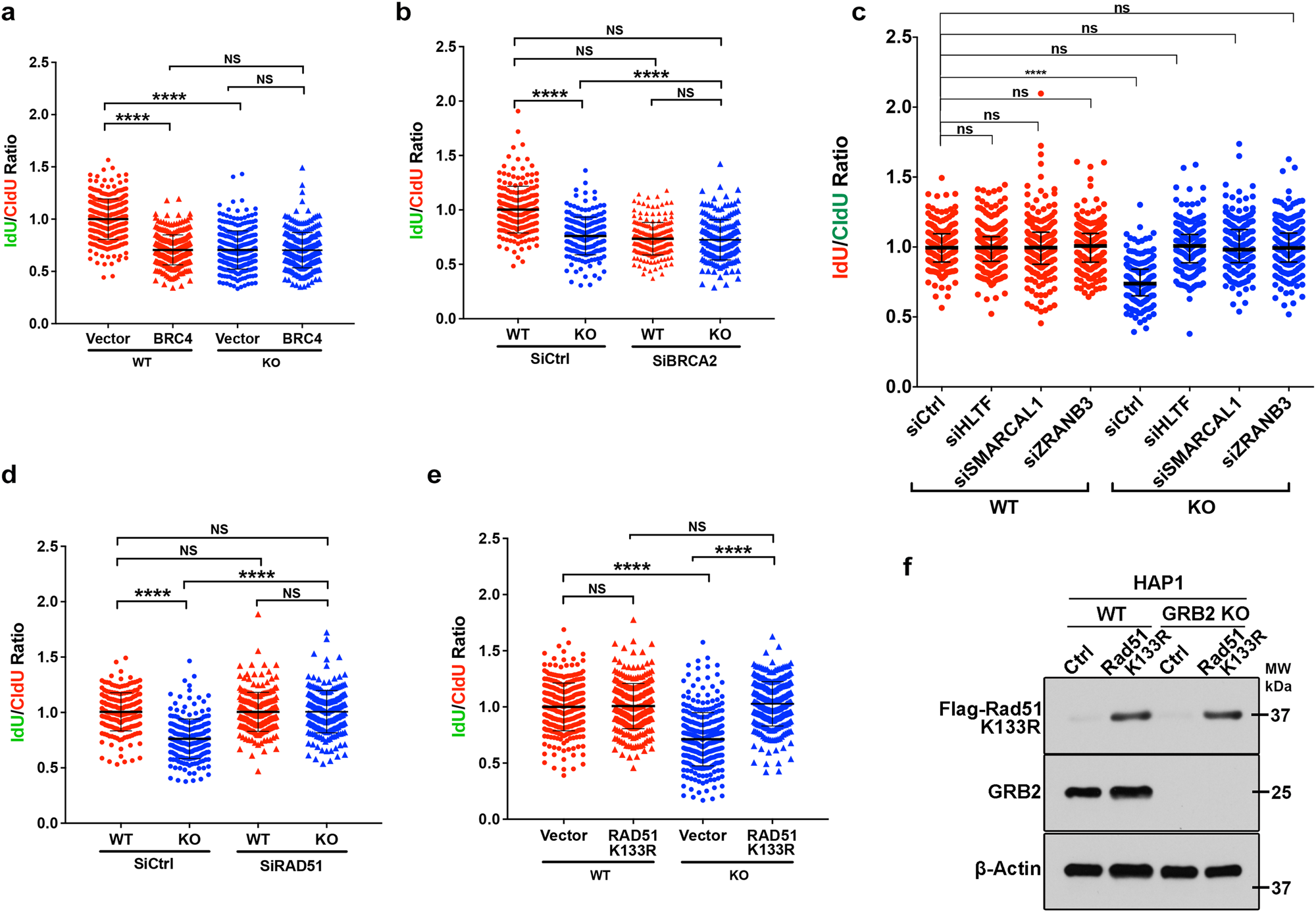 Fig. 2: Inhibition of fork reversal rescues fork degradation in GRB2 deficient cells.