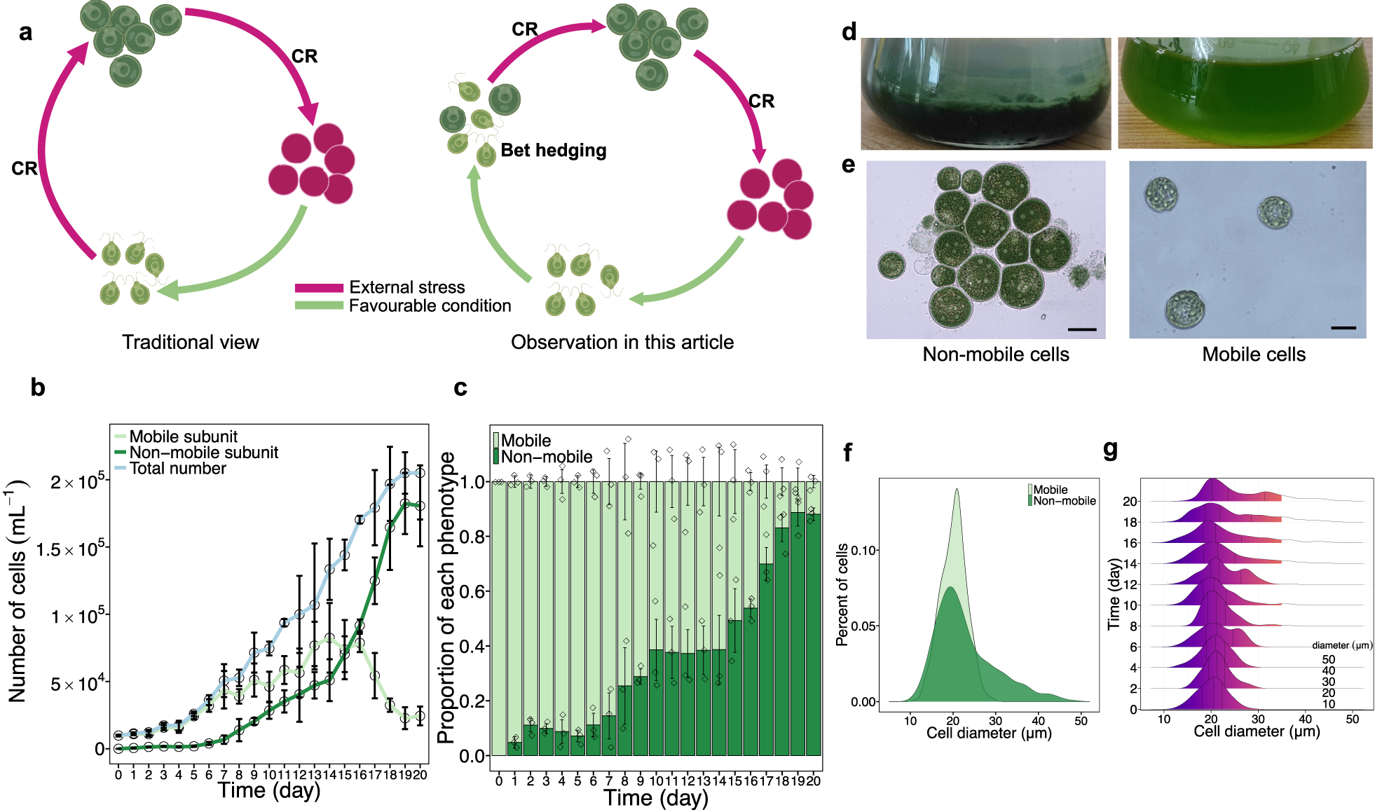20Bet játék és bónusz lehetőségek