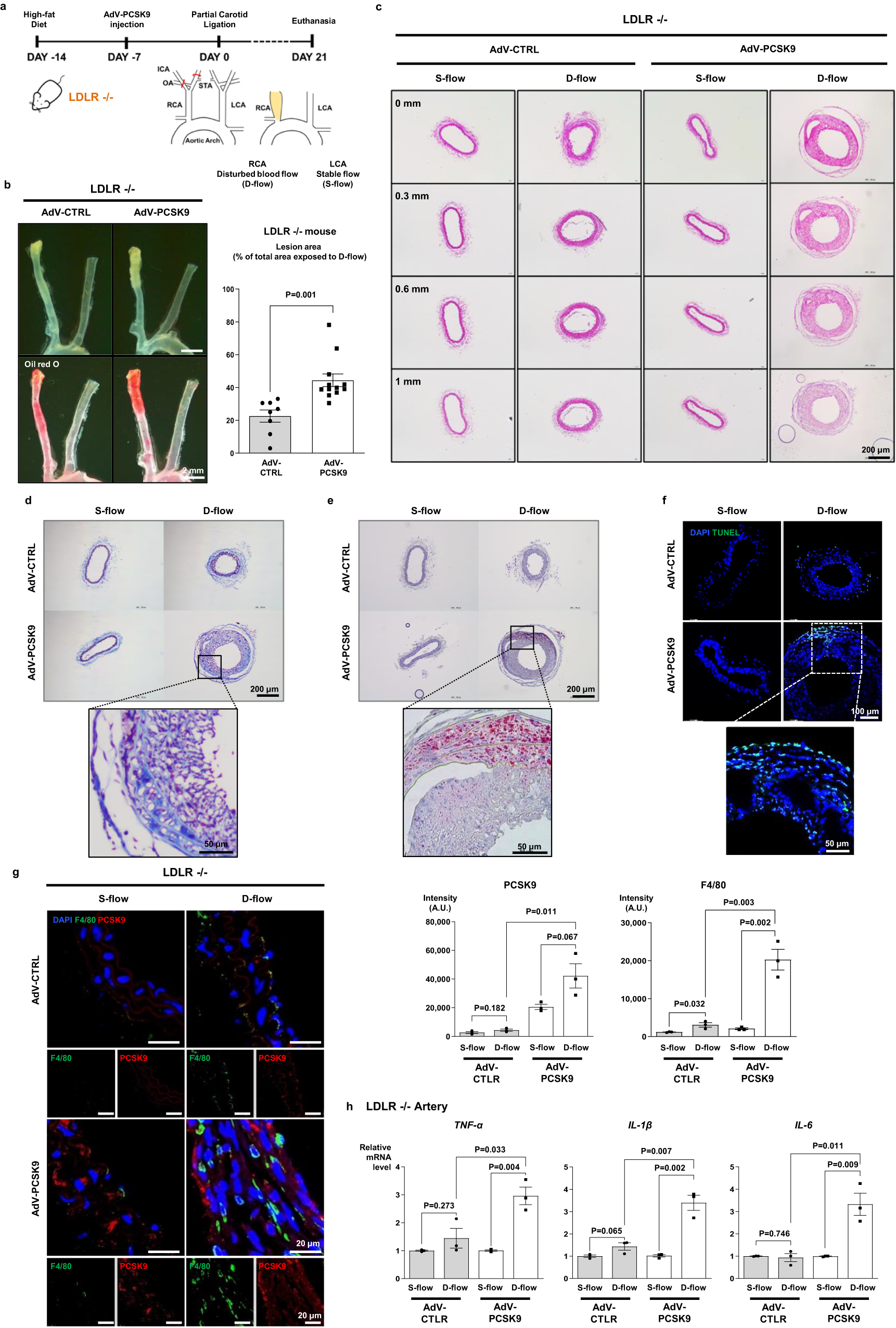 Fig. 2: PCSK9 directly activated the pro-inflammatory genes independently of LDLR in vitro and in vivo.