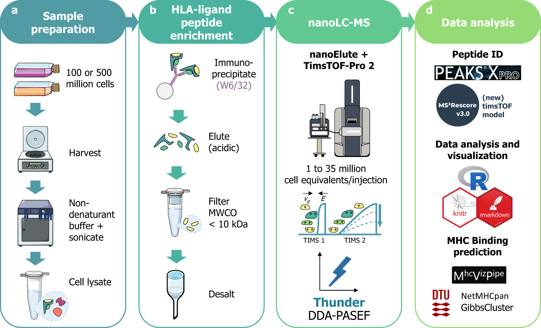 Thunder-DDA-PASEF enables high-coverage immunopeptidomics and is boosted by MS2Rescore with MS2PIP timsTOF fragmentation prediction model | Nature Communications thunder-dda-pasef-enables-high-coverage-immunopeptidomics-and-is-boosted-by-ms2rescore-with-ms2pip-timstof-fragmentation-prediction-model-nature-communications