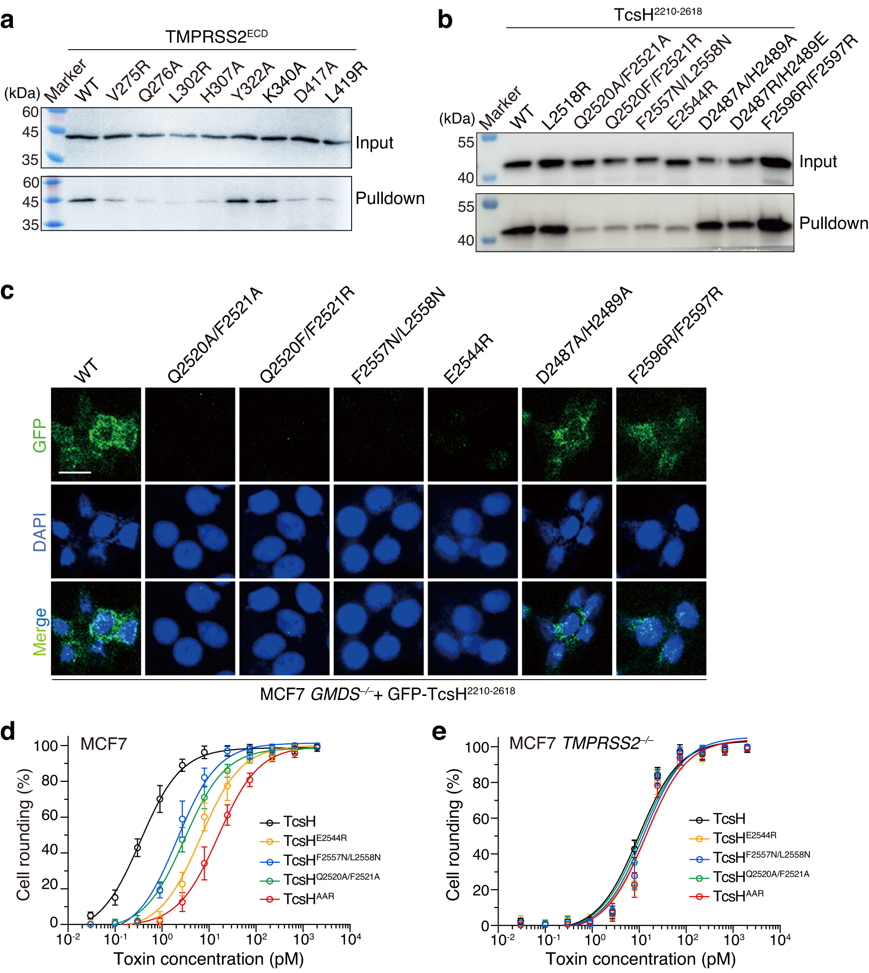Fig. 4: Characterization of the interactions between TcsH and TMPRSS2 by structure-based mutagenesis.
