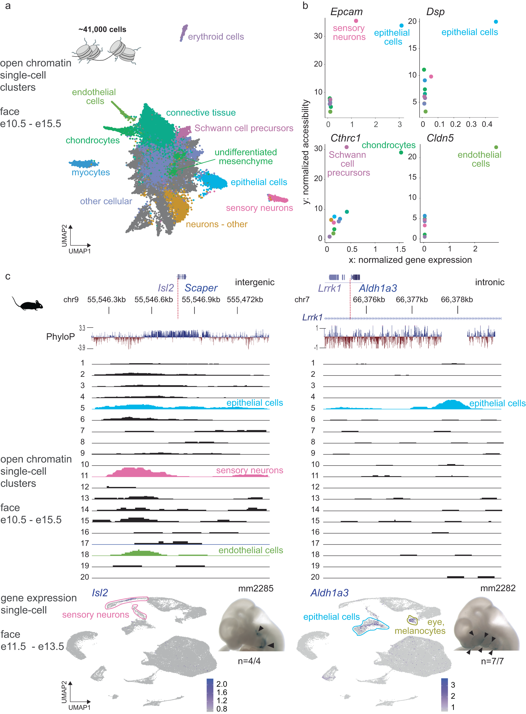 Fig. 4: Differential chromatin accessibility at craniofacial in vivo enhancers correlates with expression of nearby genes.