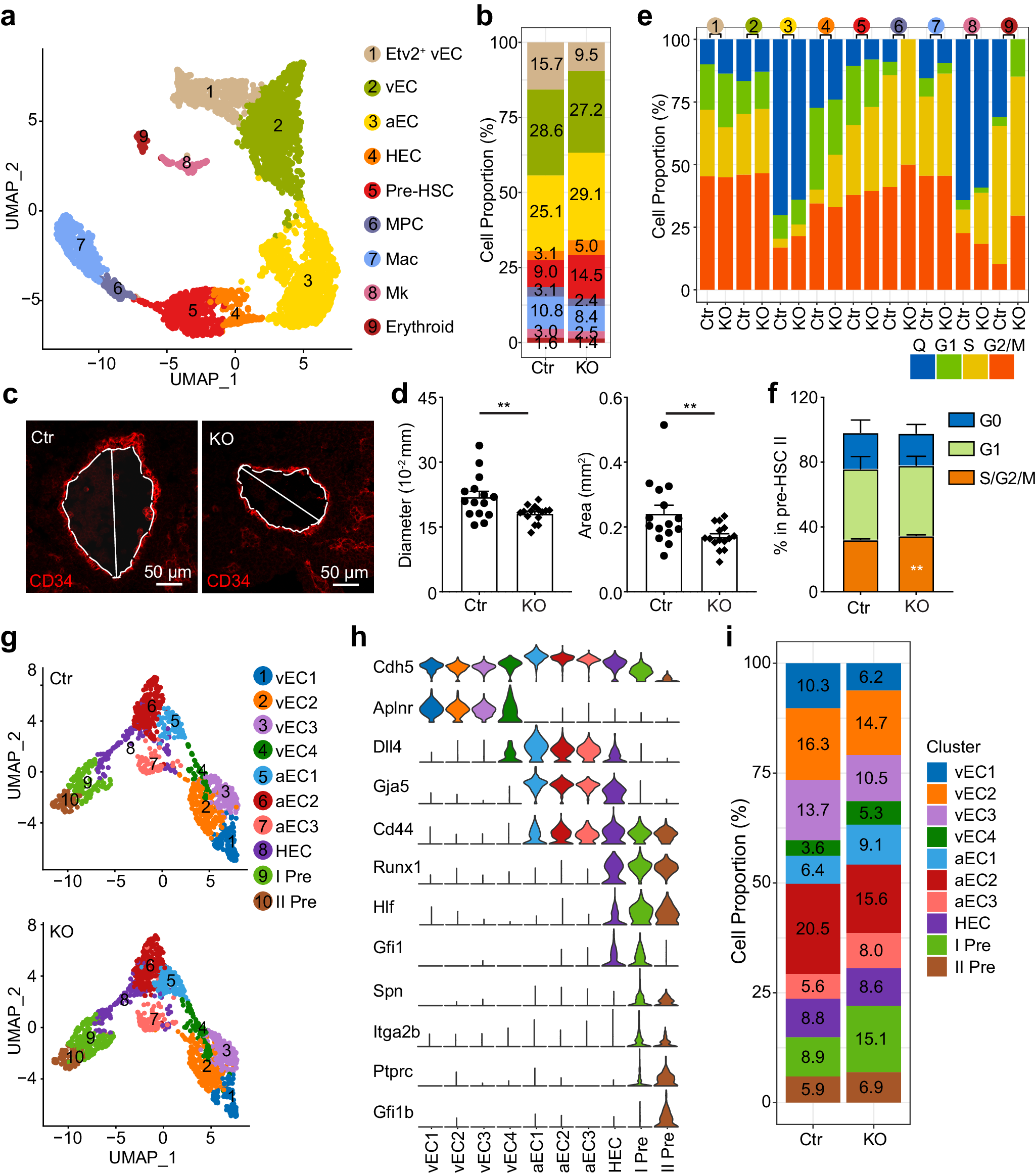 Fig. 5: Transcriptomic profiling of hematopoietic related cells in the control and KO AGM region by scRNA-Seq.