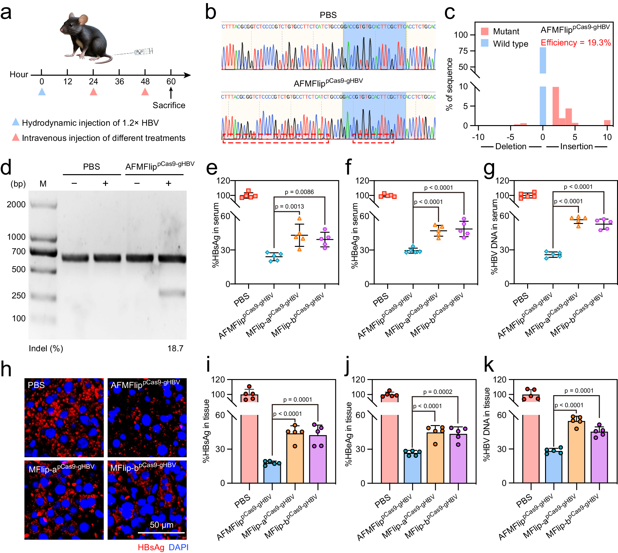 Fig. 7: AFMFlip-based nanomedicine for hepatitis B virus (HBV) infection treatment in mice.