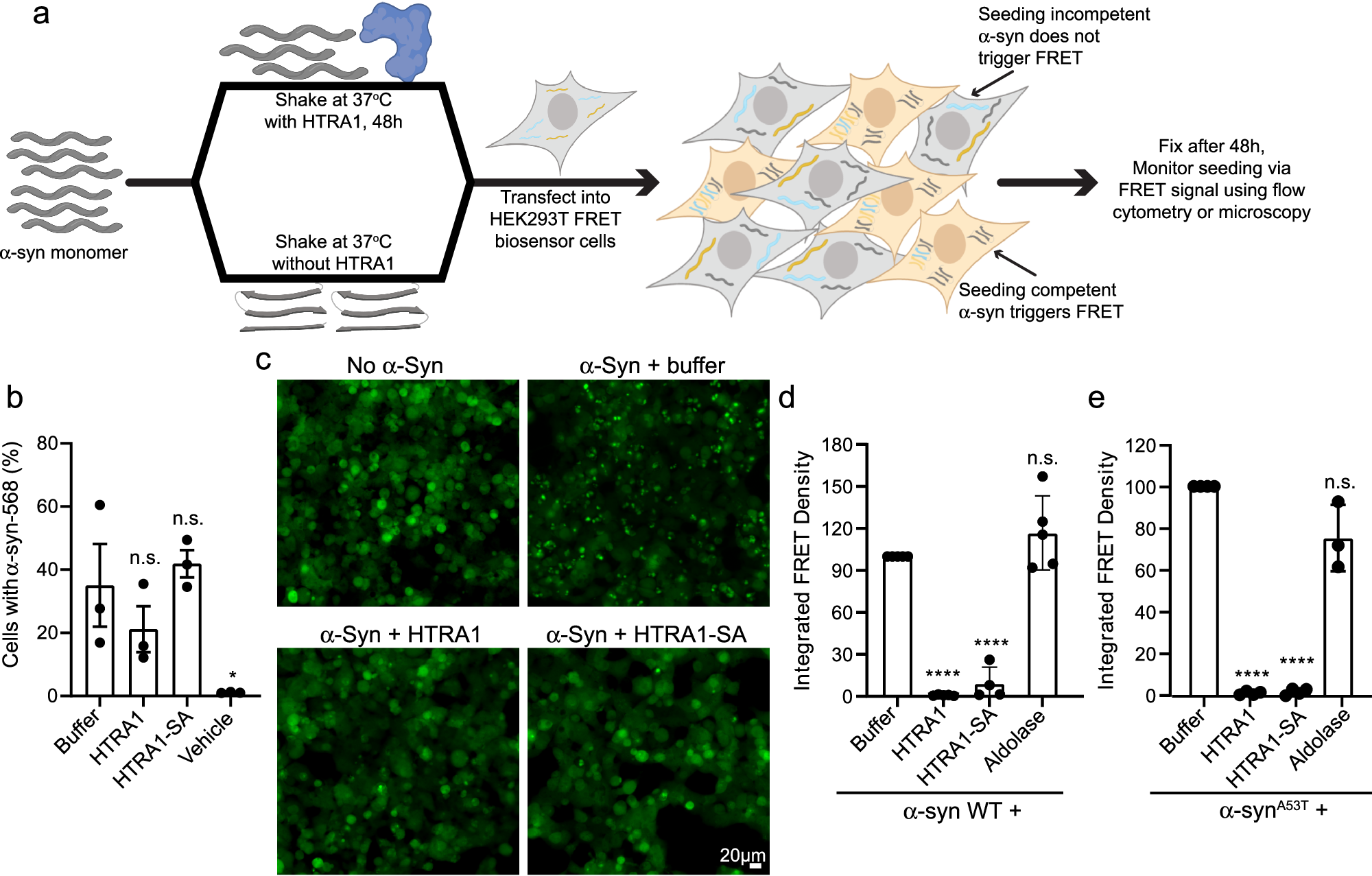 Fig. 3: HTRA1 prevents α-Syn from forming seeding competent species.