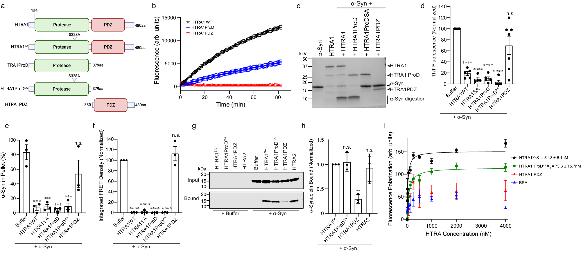 Fig. 4: The protease domain of HTRA1 is necessary and sufficient for remodeling α-syn.