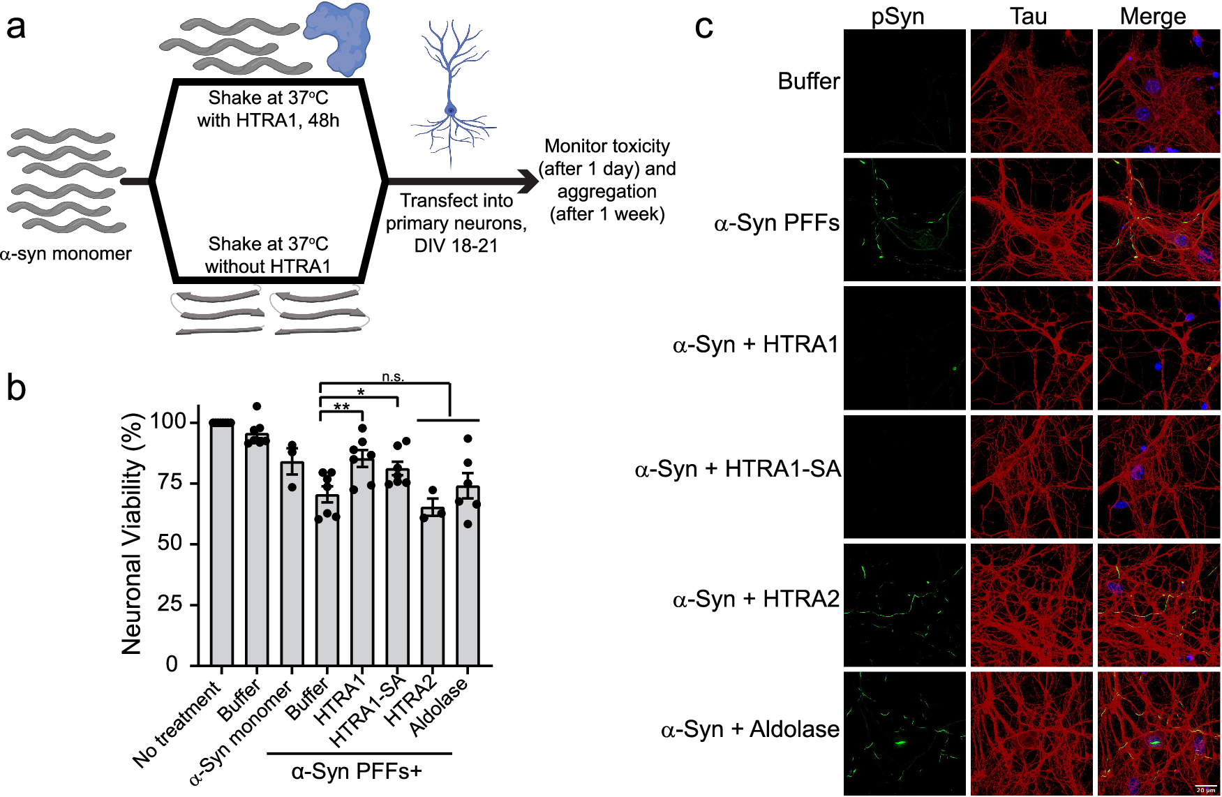 Fig. 9: HTRA1 treatment renders α-Syn non-toxic and seeding incompetent in primary mouse neurons.