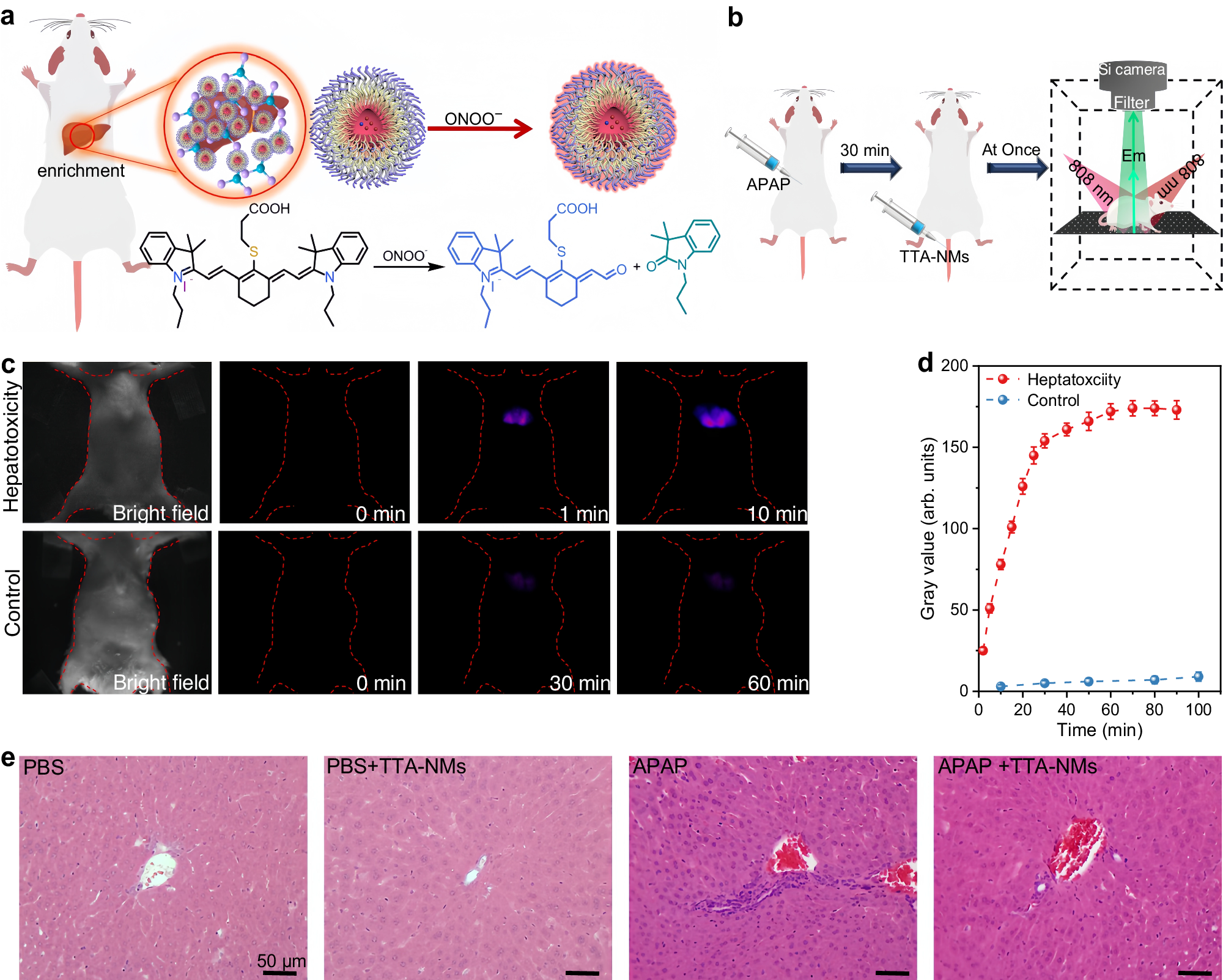 Fig. 5: In vivo upconversion fluorescence imaging of ONOO− using the TTA nanomicelles (TTA-NMs).