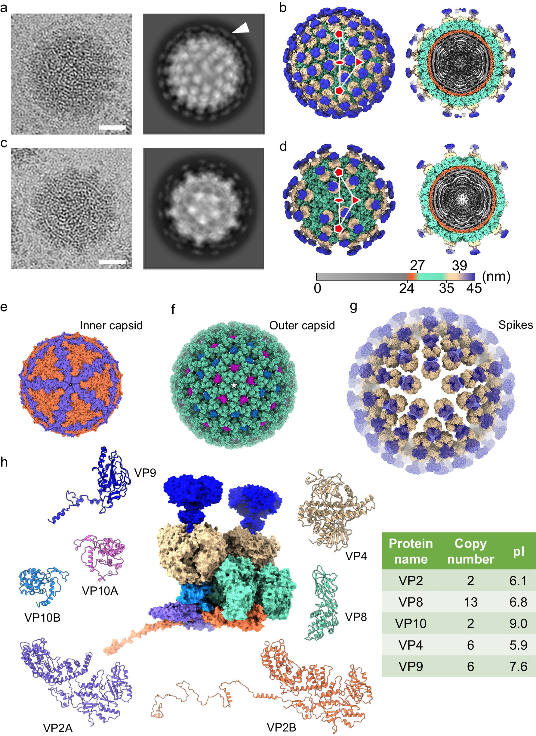 Fig. 1: Structural overview of full and partial Banna virions (BAVs).