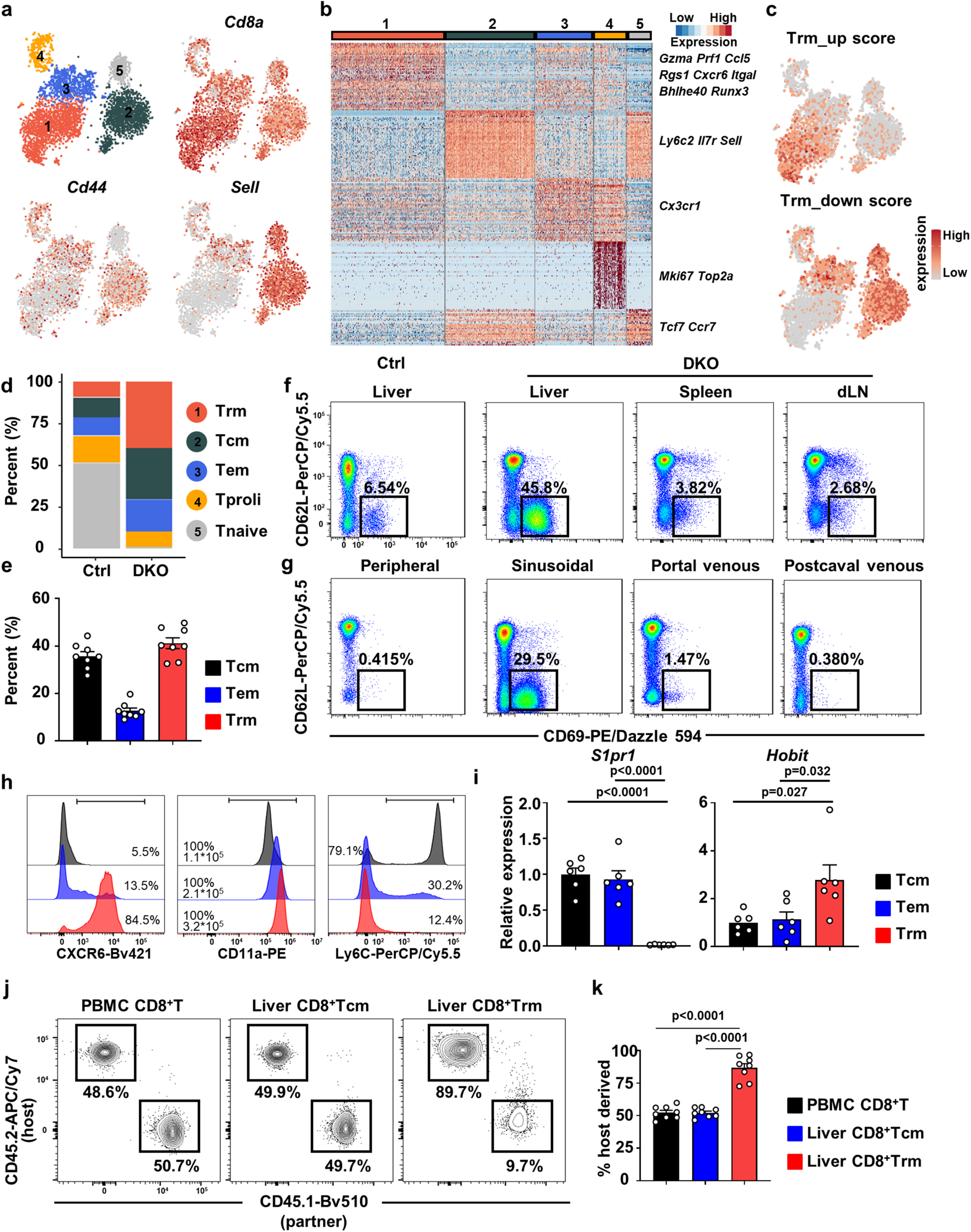 Fig. 2: Accumulation of tissue-resident memory CD8+ T cells in liver of DKO mice.