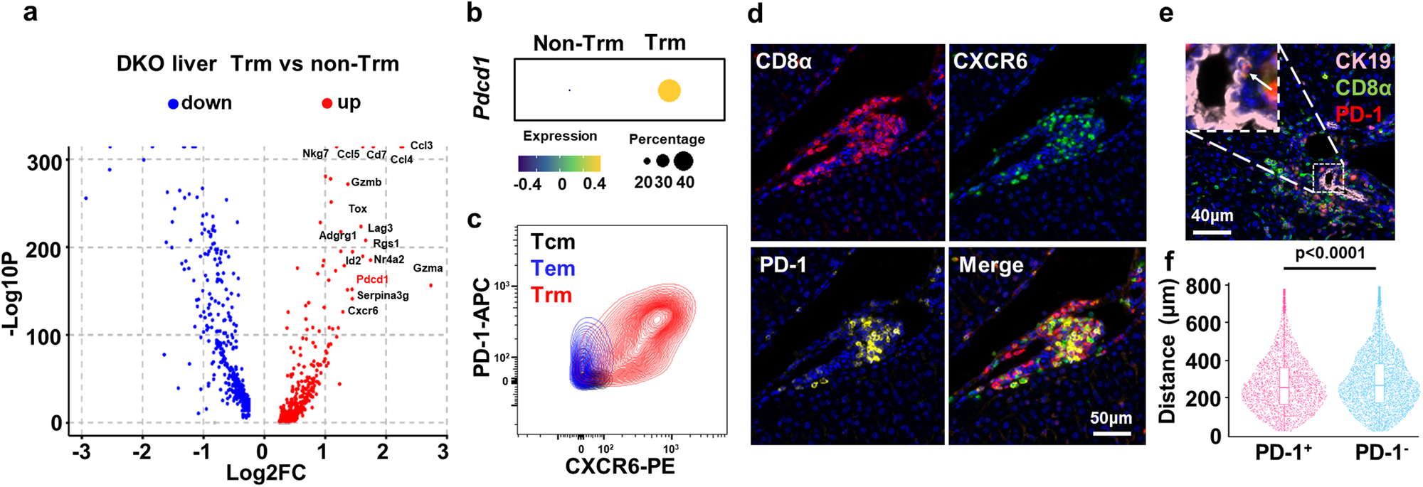 Fig. 4: PD-1 marks highly activated liver CD8+ Trm cells in PBC.