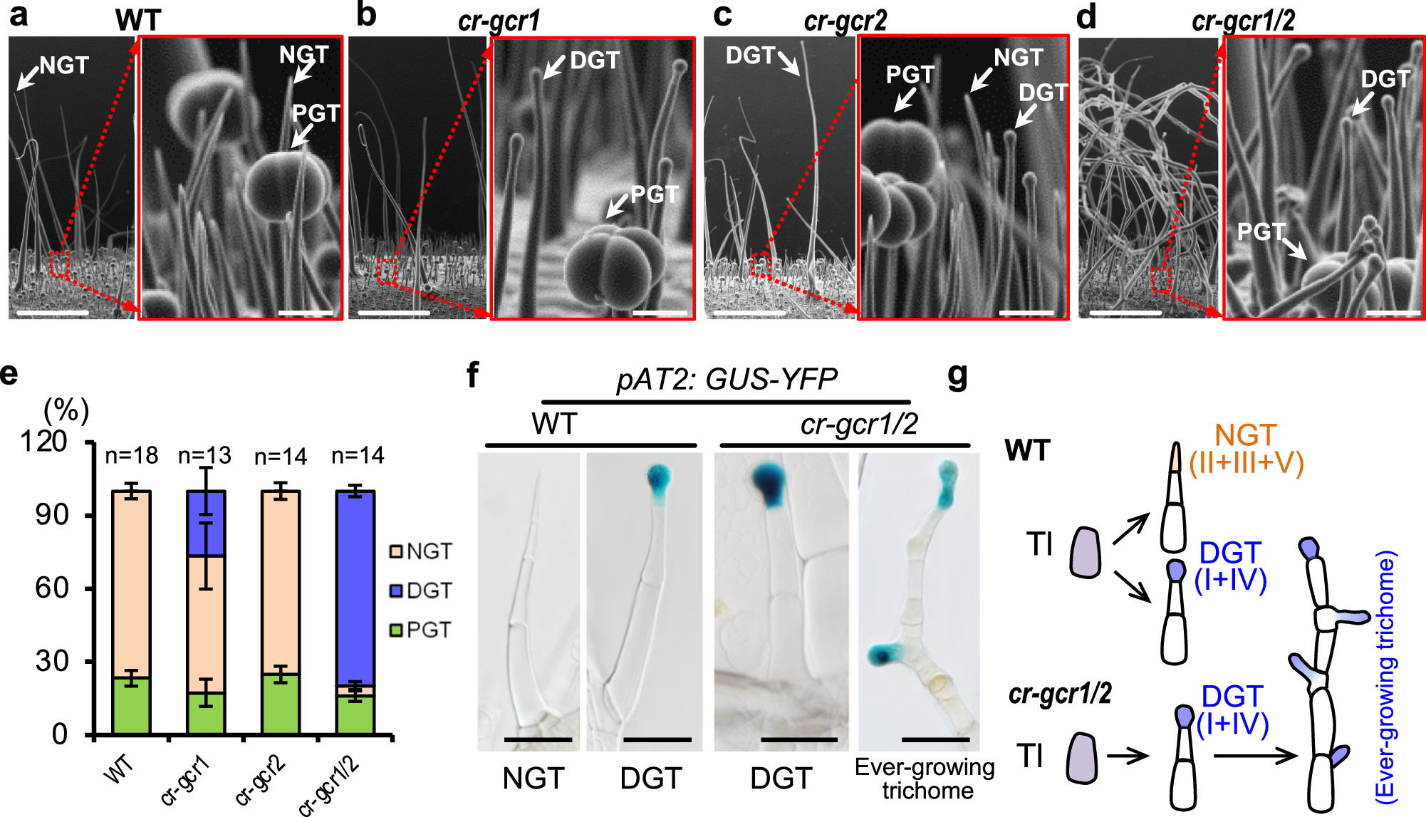 glutathione biosynthesis in arabidopsis trichome cells Spatiotemporal formation of glands plants is modulated by MYB-like transcription factors Proposed model of trichome development.