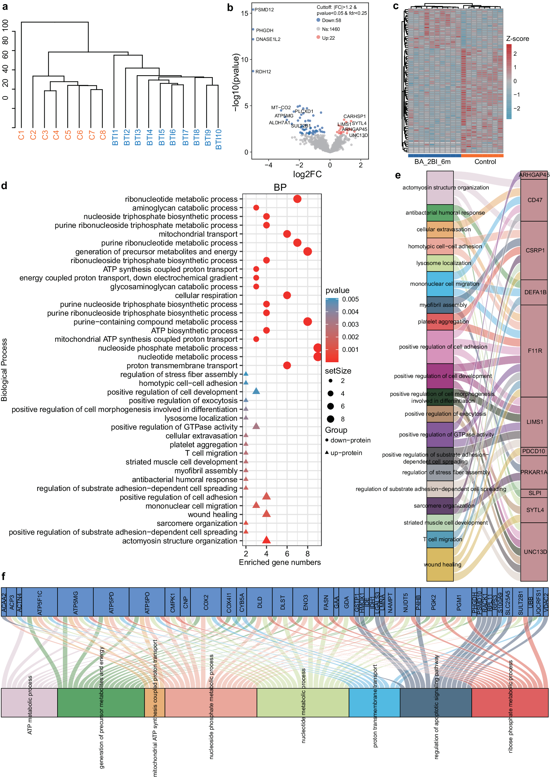 Fig. 3: Proteomic analysis of differences in peripheral blood mononuclear cells between BA.2-breakthrough infection (BTI)-6m and control groups.