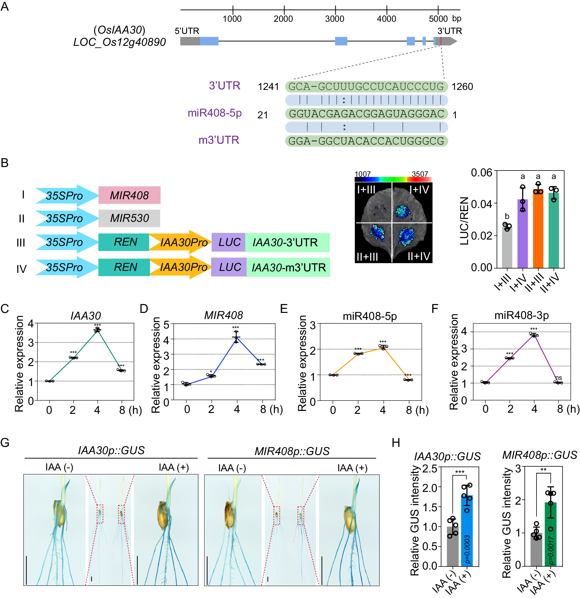 Fig. 2: miR408-5p targets IAA30 and is induced by auxin in rice.