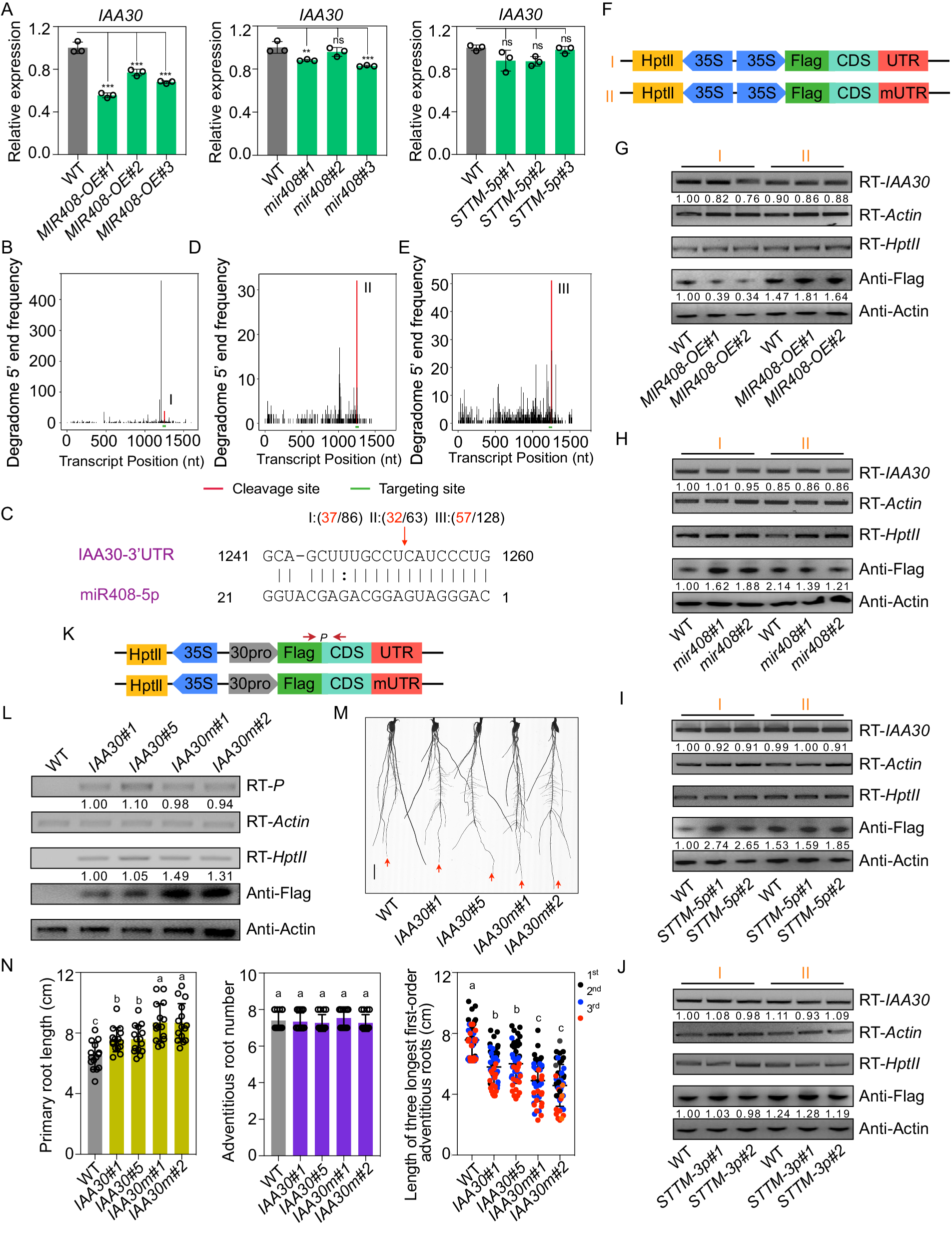Fig. 4: Regulation manners of miR408-5p to IAA30 in rice.