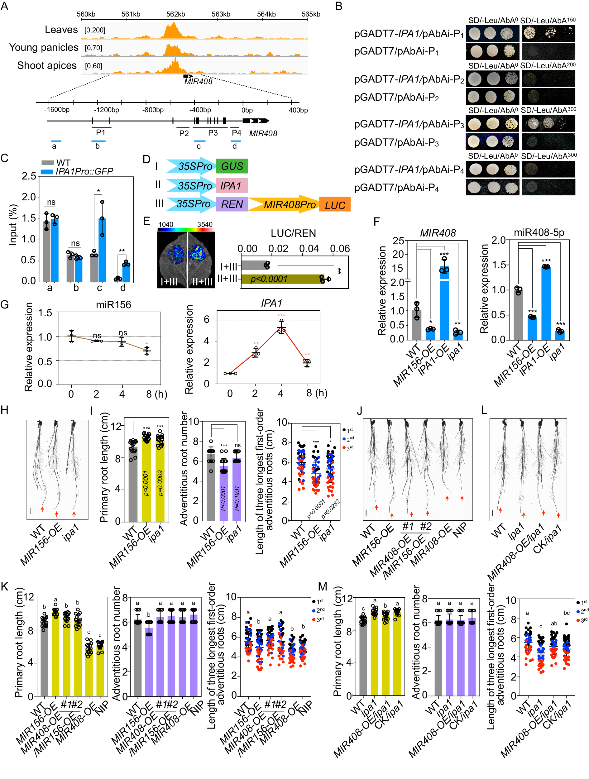 Fig. 5: IPA1 regulated by miR156 acts upstream of miR408-5p in auxin signaling.