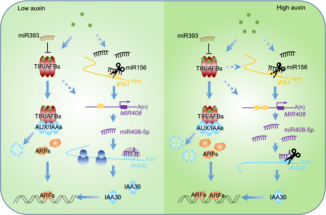 Fig. 7: Working model of auxin signaling involving miR408-5p regulation in rice.