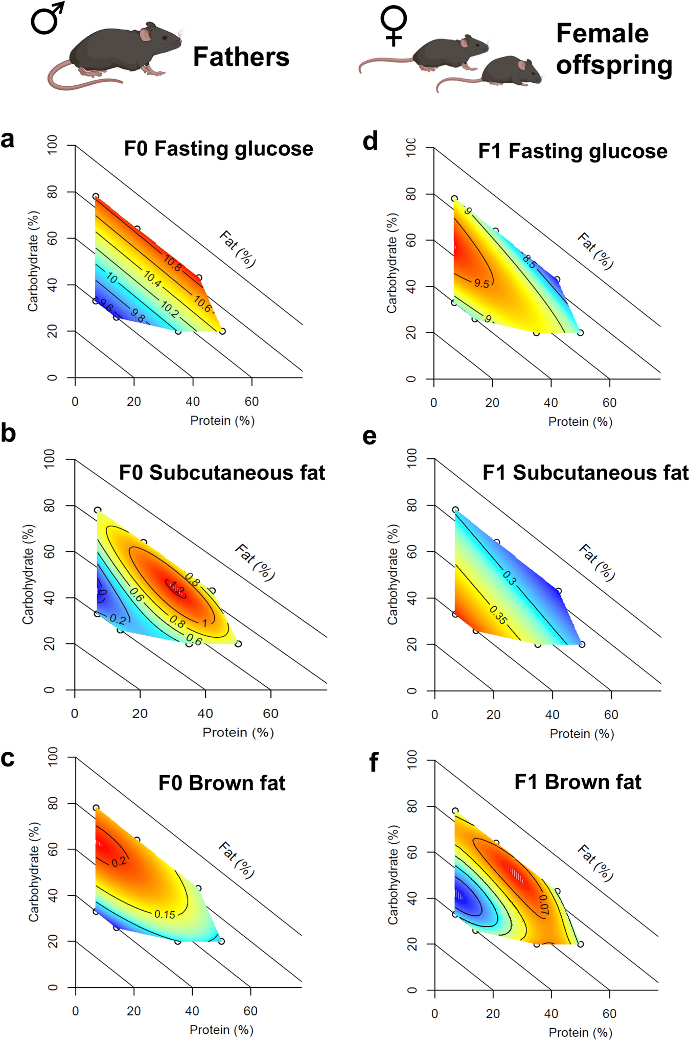 Fig. 2: Comparison of metabolic phenotypes in fathers and female offspring.
