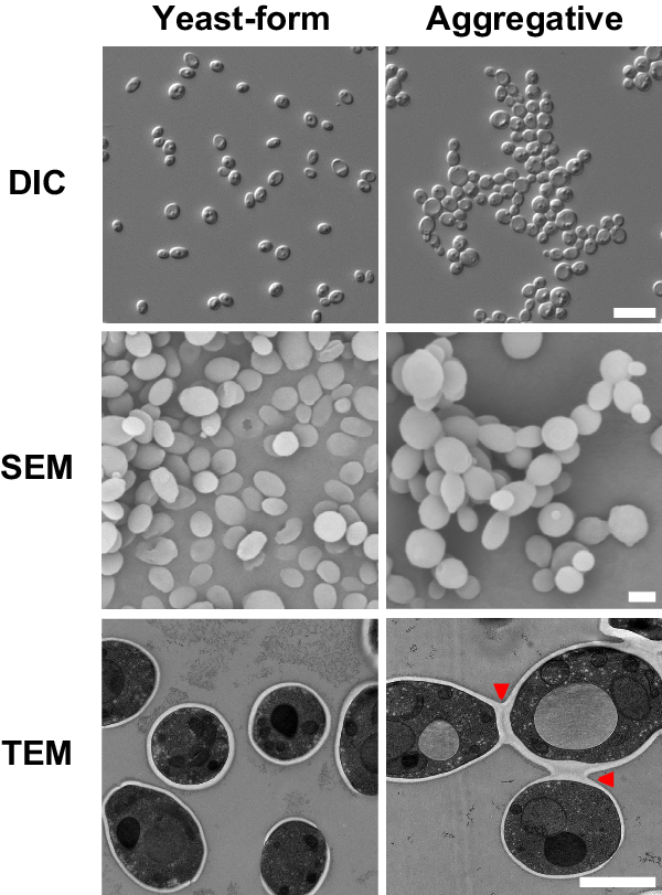 Rapid evolution of an adaptive multicellular morphology of Candida 