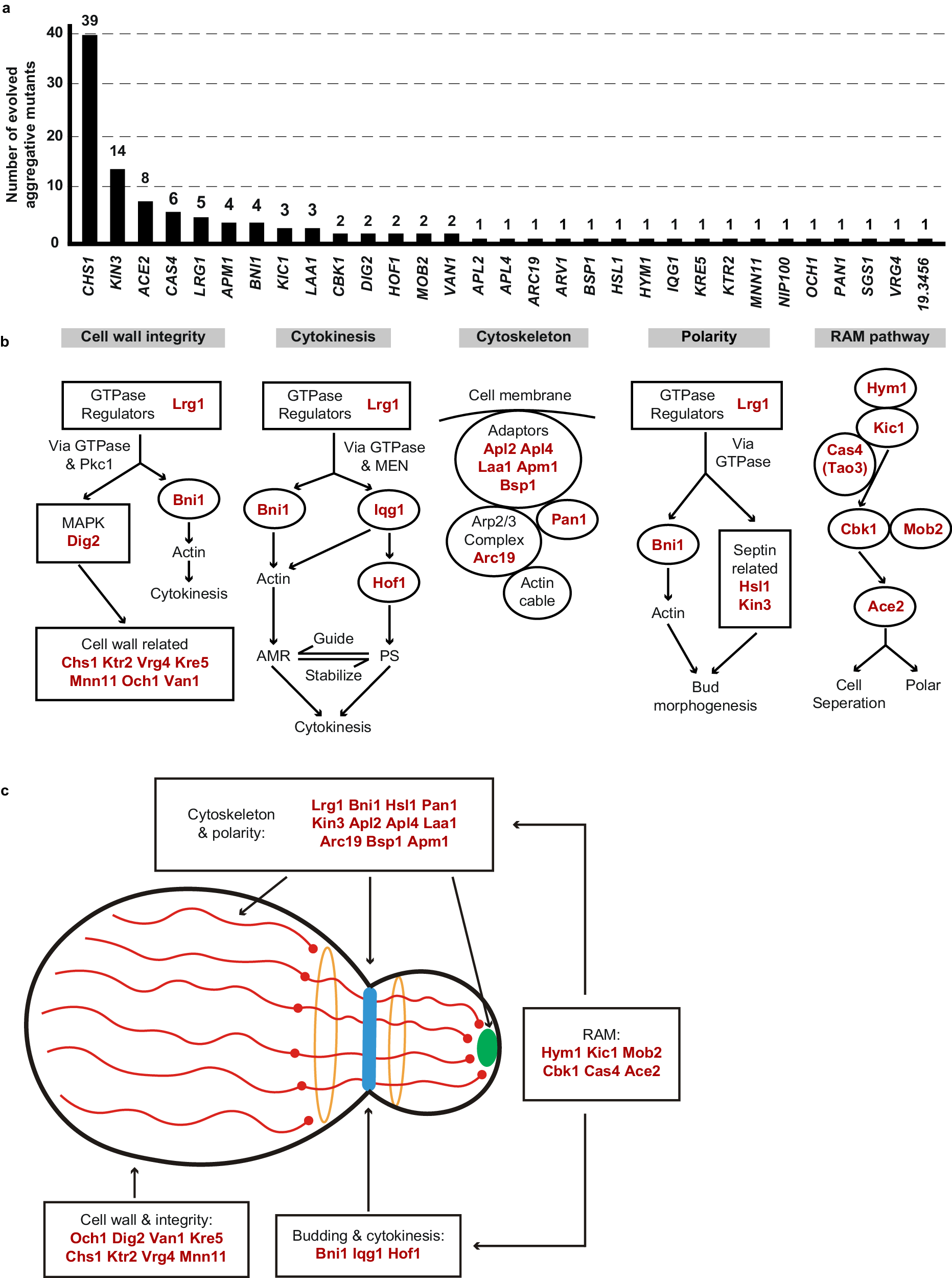 Fig. 3: Mutated genes of evolved aggregative strains are involved in the regulation of cell division, cytoskeletal properties and cellular polarity.