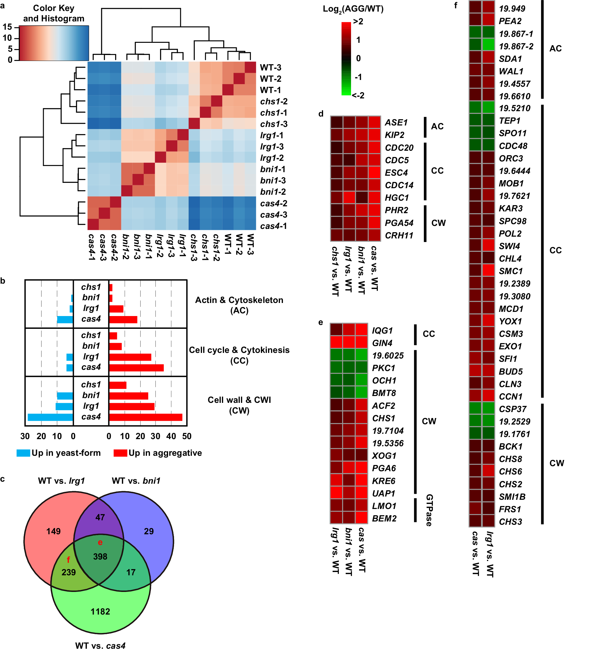 Fig. 4: Analysis of differentially expressed genes among the yeast-form strain and evolved aggregative isolates of C. auris.