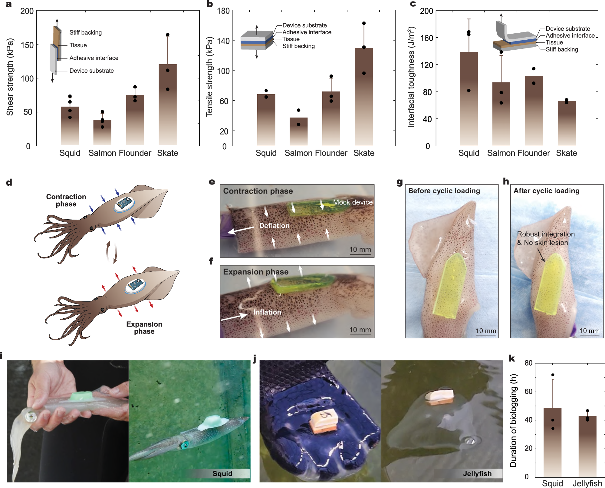 Fig. 2: Robust adhesion of the BIMS on diverse marine animals.