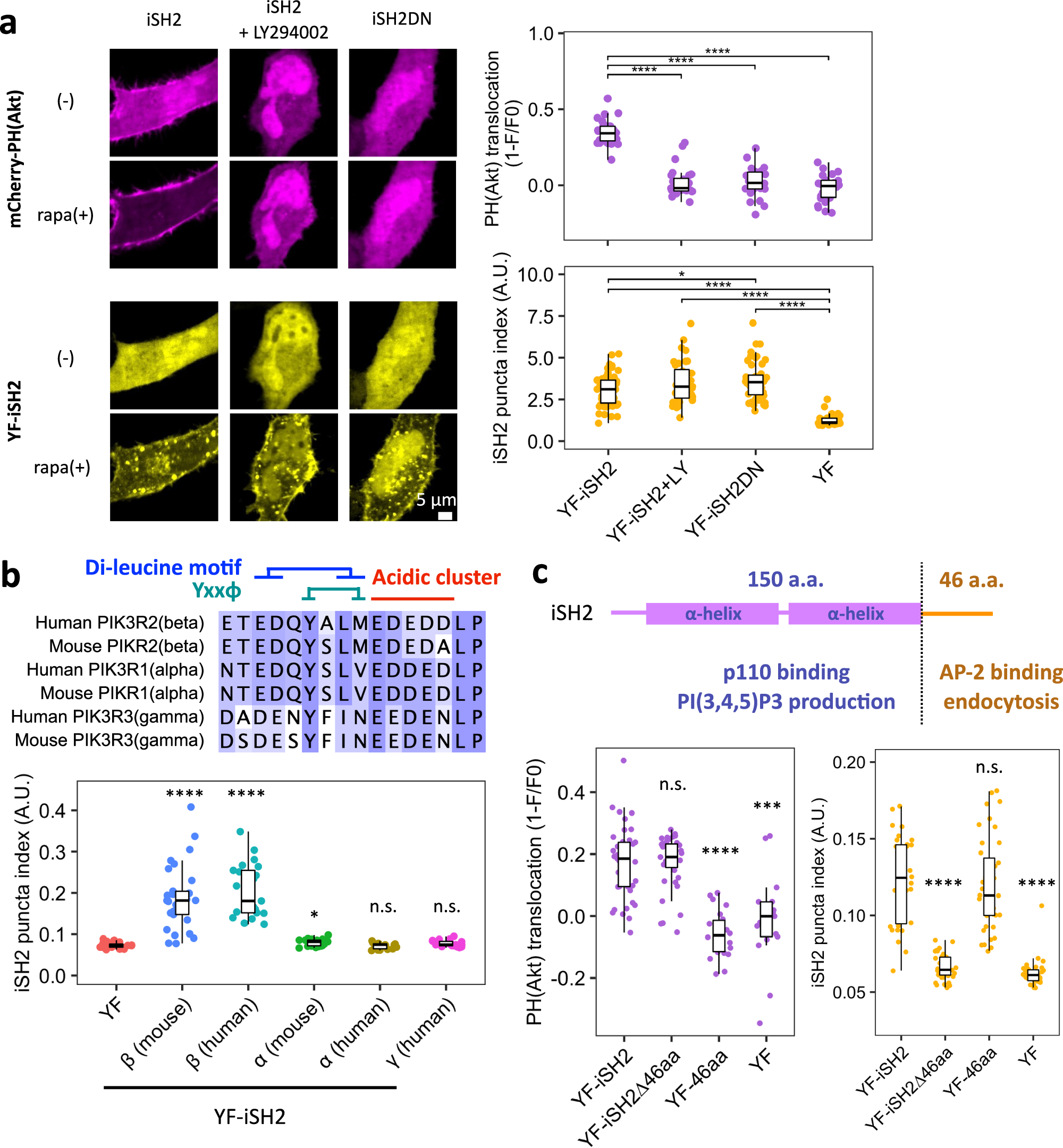 Fig. 2: iSH2-mediated endocytosis is independent of PI3K catalytic activity and the C-terminal 46 aa region is necessary and sufficient.