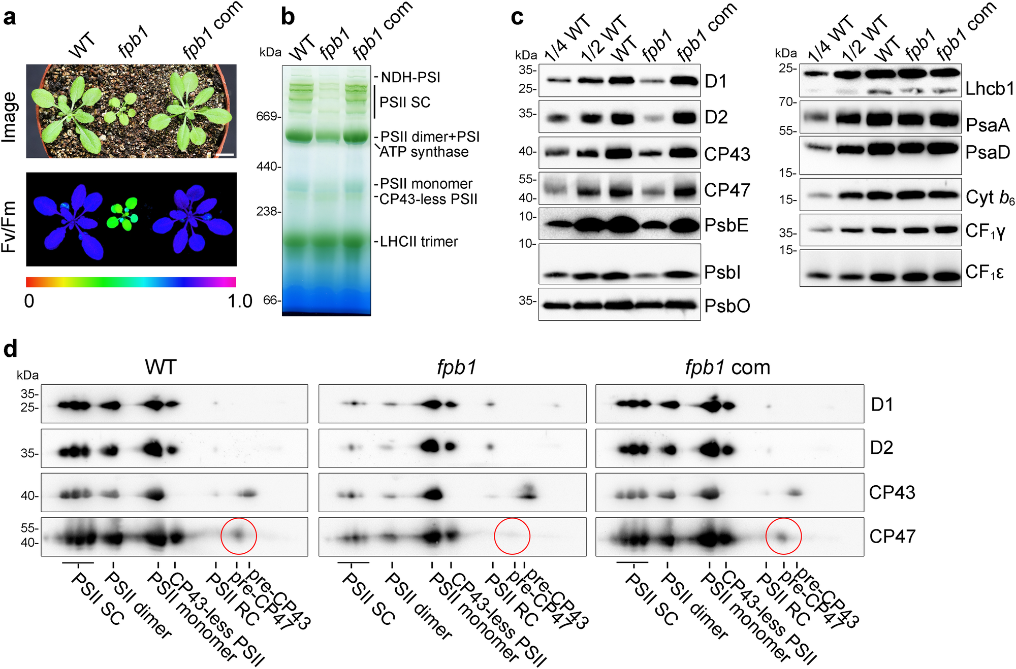 Fig. 1: Reduced level of PSII in fpb1.