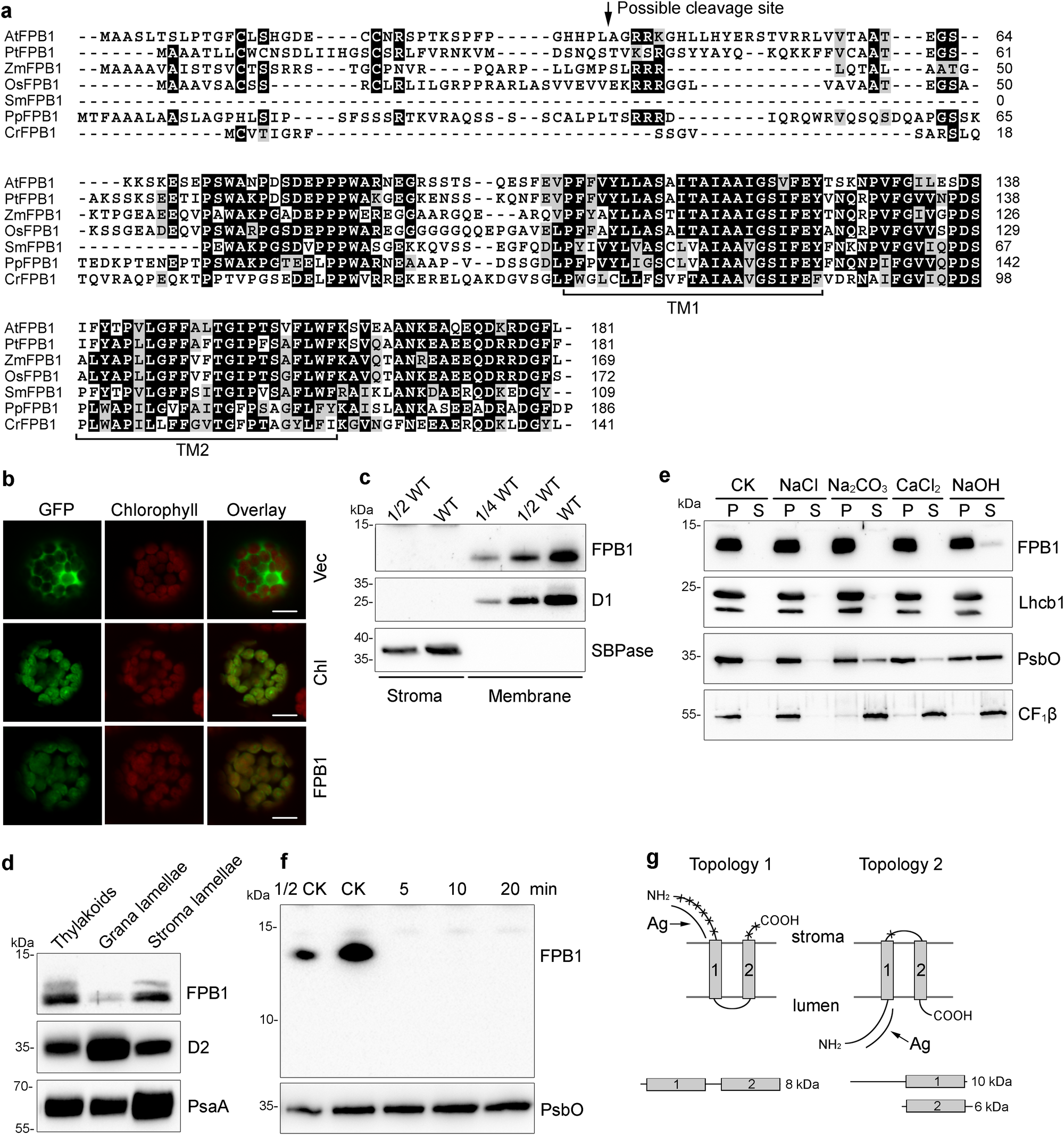 Fig. 4: Characterization of the FPB1 Protein.