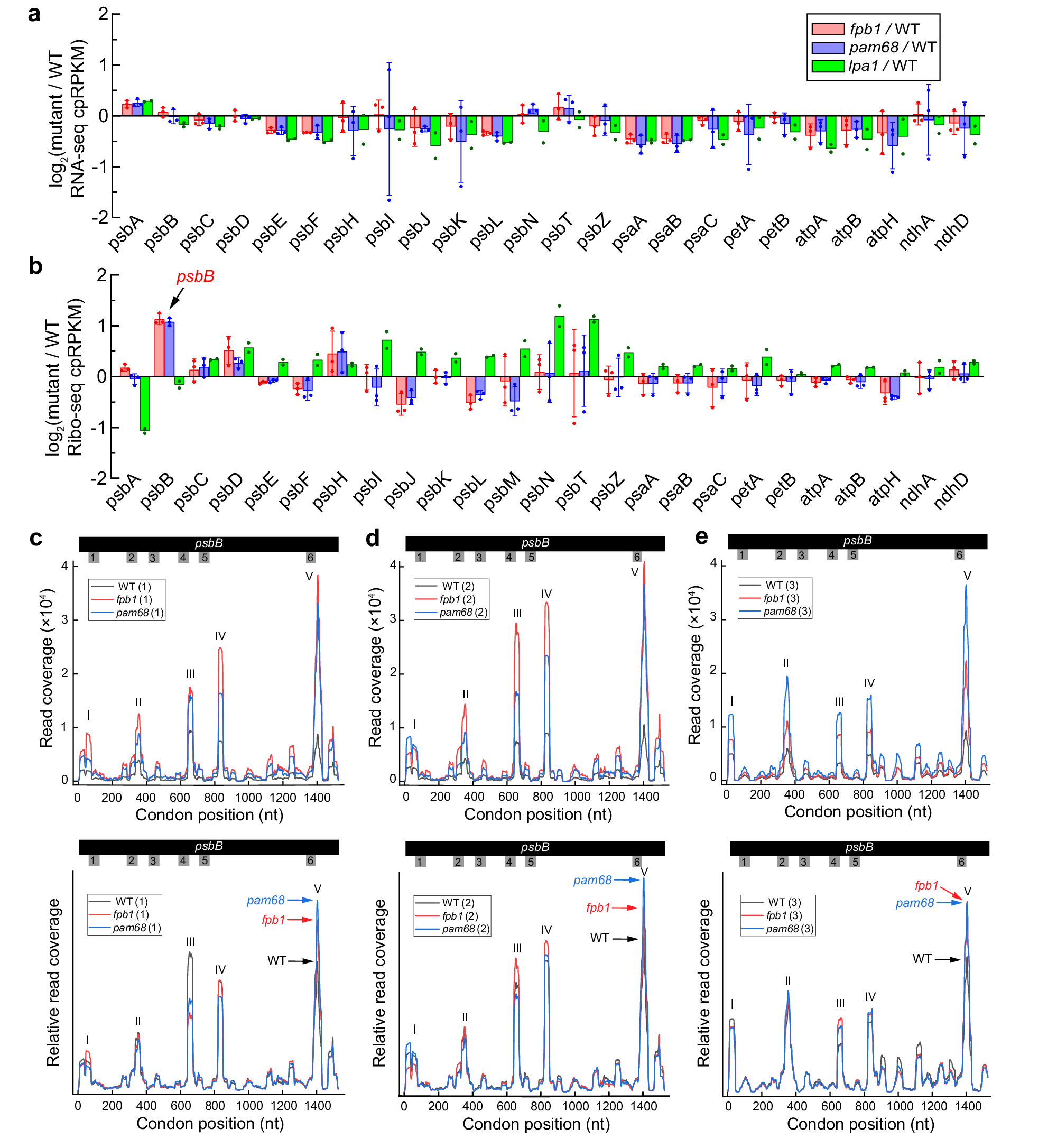Fig. 6: RNA-seq and Ribo-seq analyses of chloroplast gene expression.