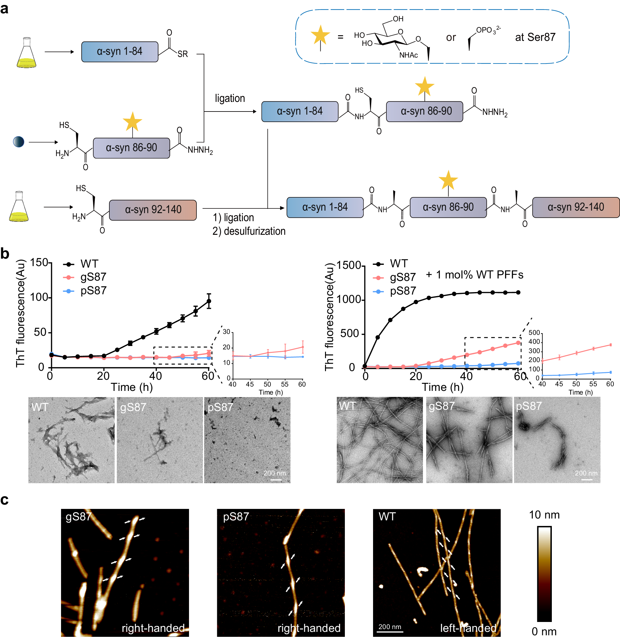 Fig. 1: Synthesis workflow and fibril characterization of gS87, pS87 and unmodified WT α-syn.