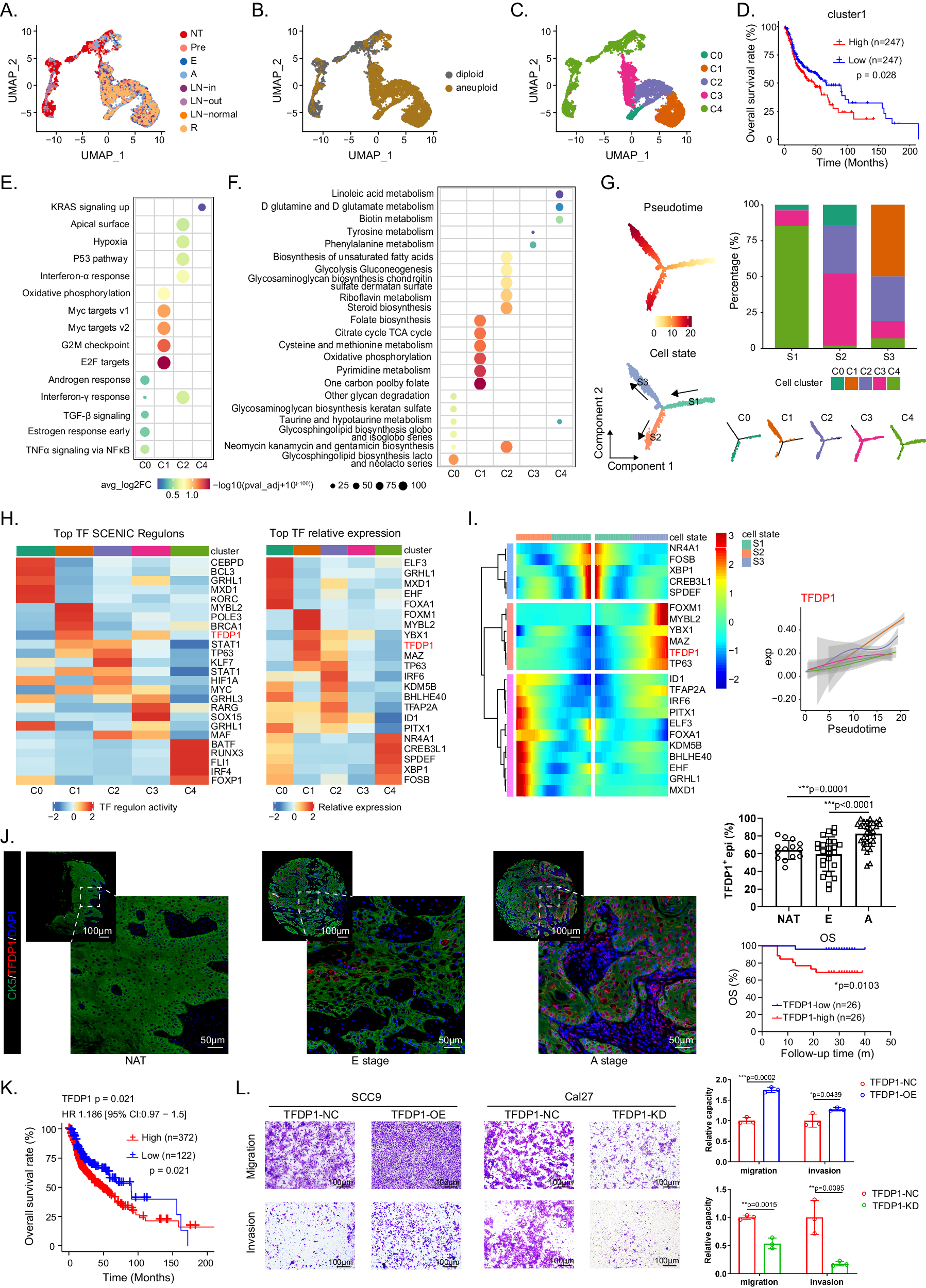 Fig. 2: Identification and transcriptional characterization of a malignant epithelial cluster.