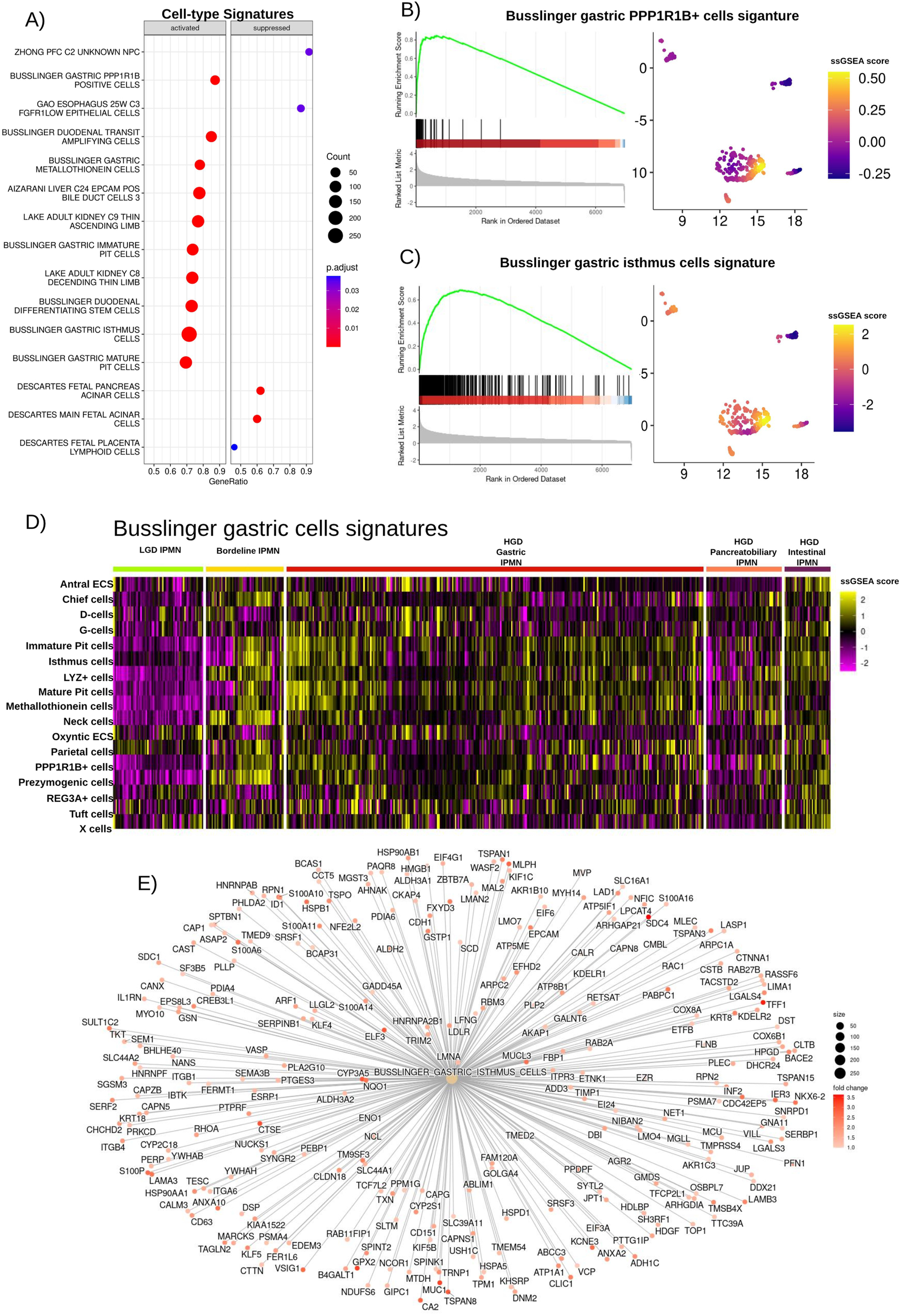 Fig. 5: GSEA results showing cell type specific signatures associated with HGD gastric IPMN.