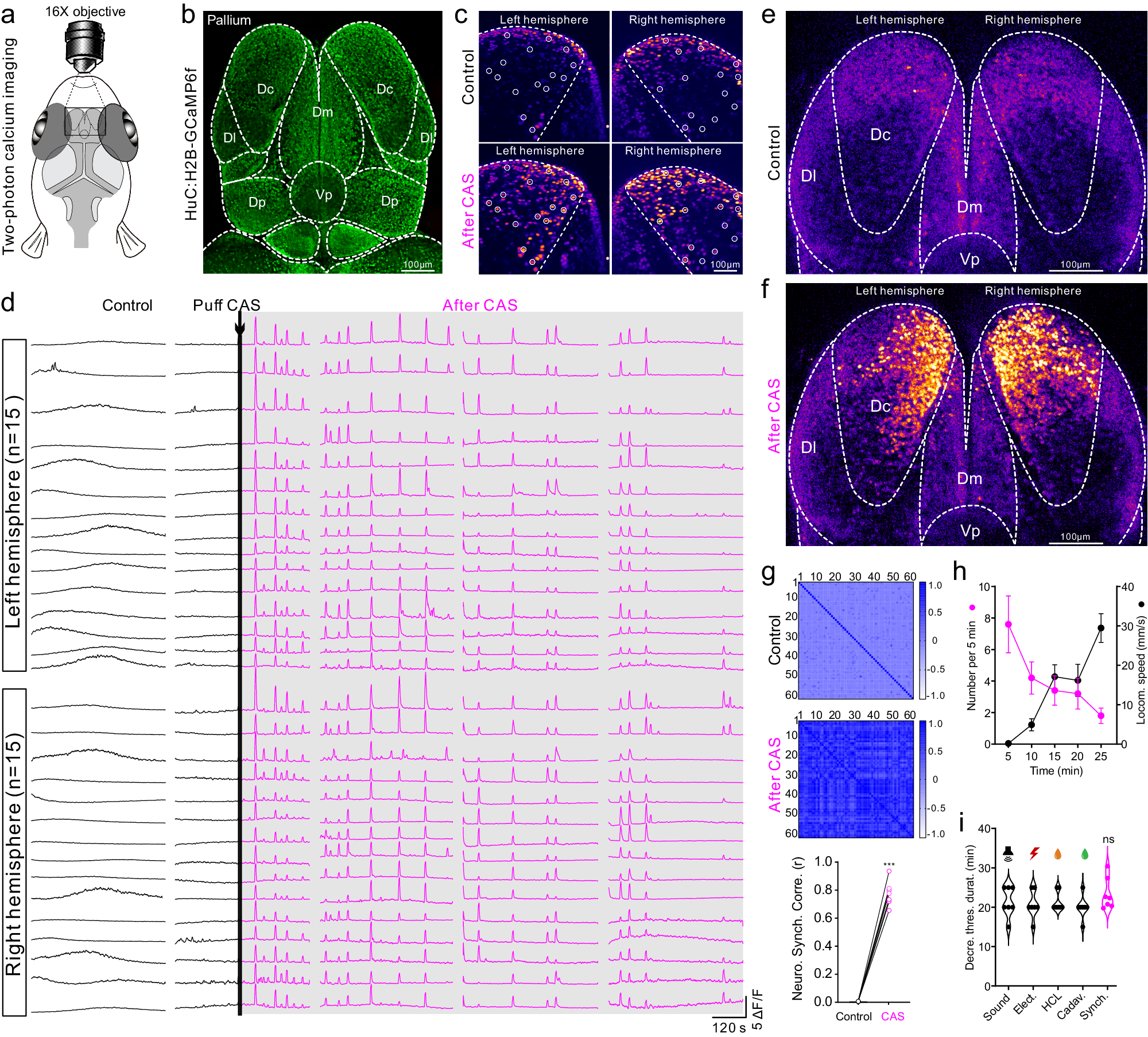 Fig. 2: The neural signature of vigilance state is characterized by low-frequency high-amplitude neuronal synchrony in Dc region of zebrafish.